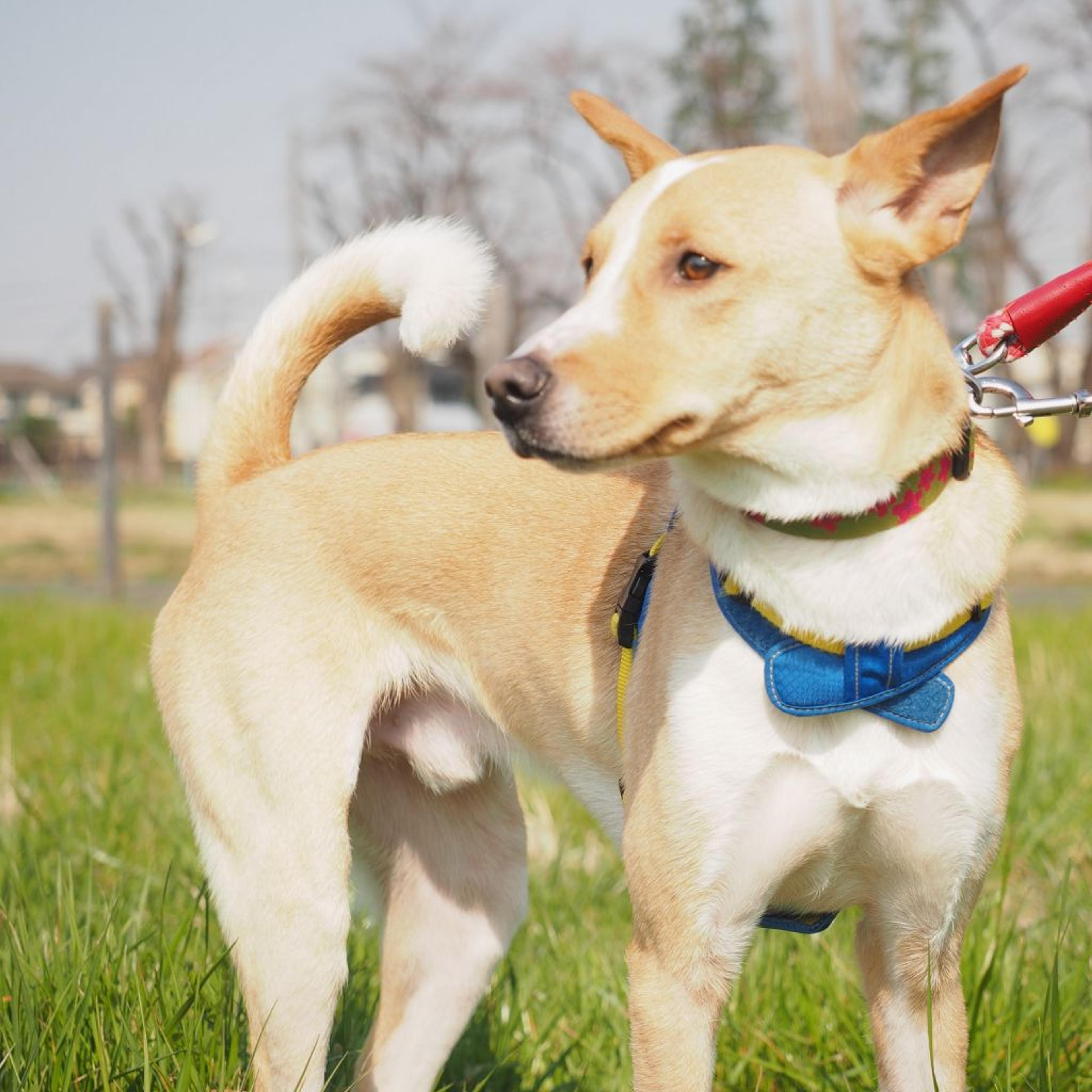 pet-image-3