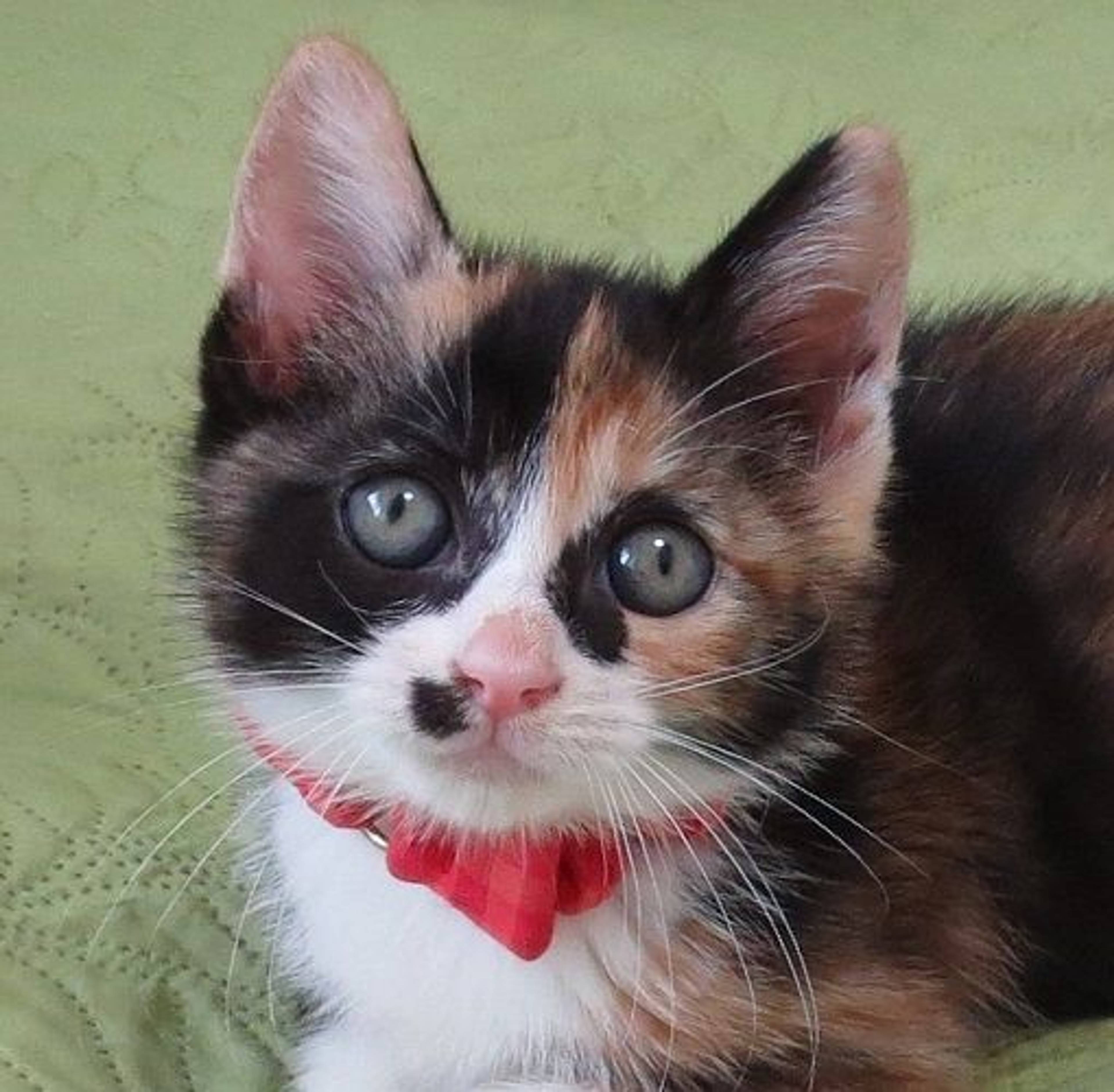 日本猫・メスの里親募集の写真