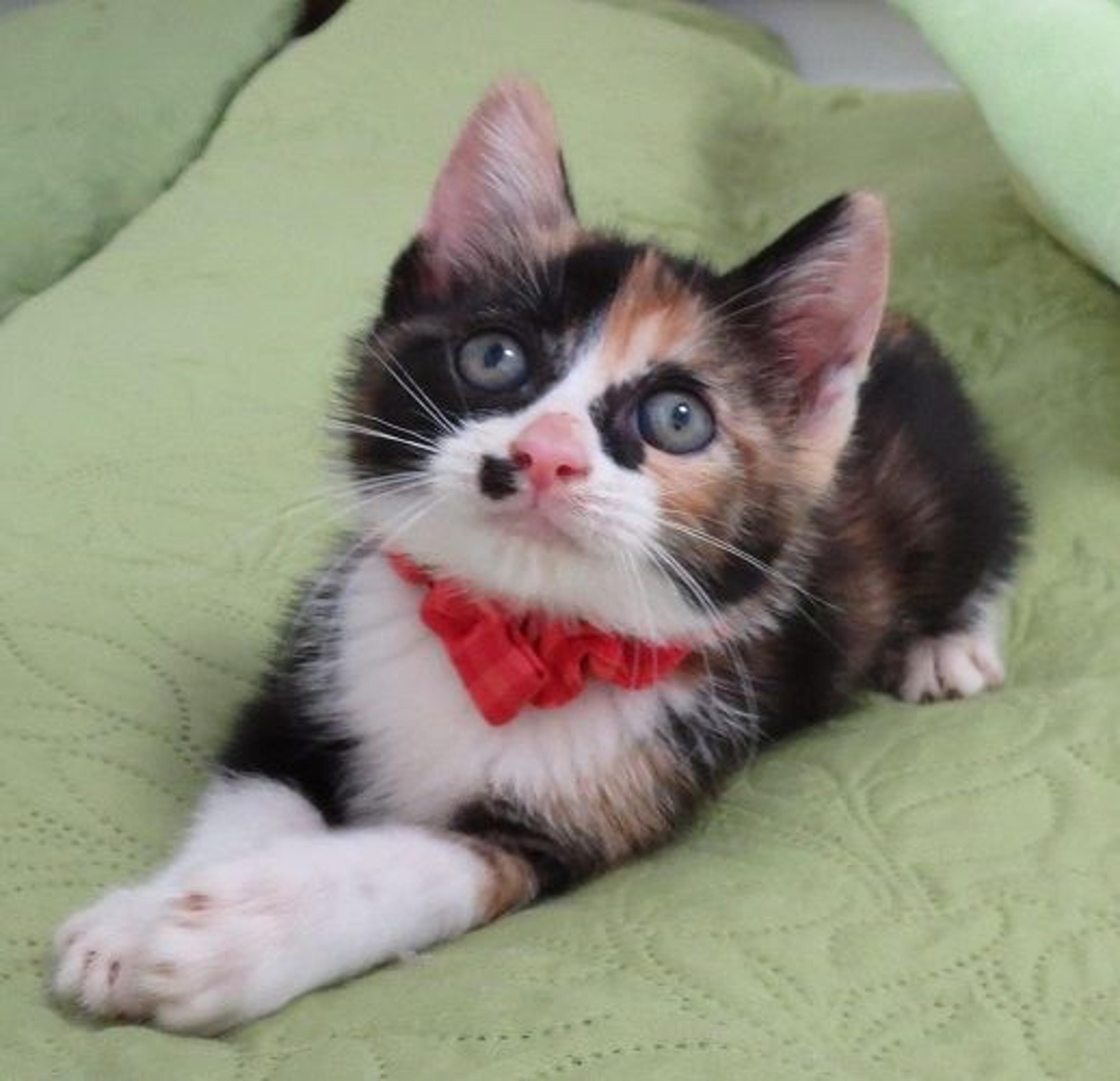 pet-image-2