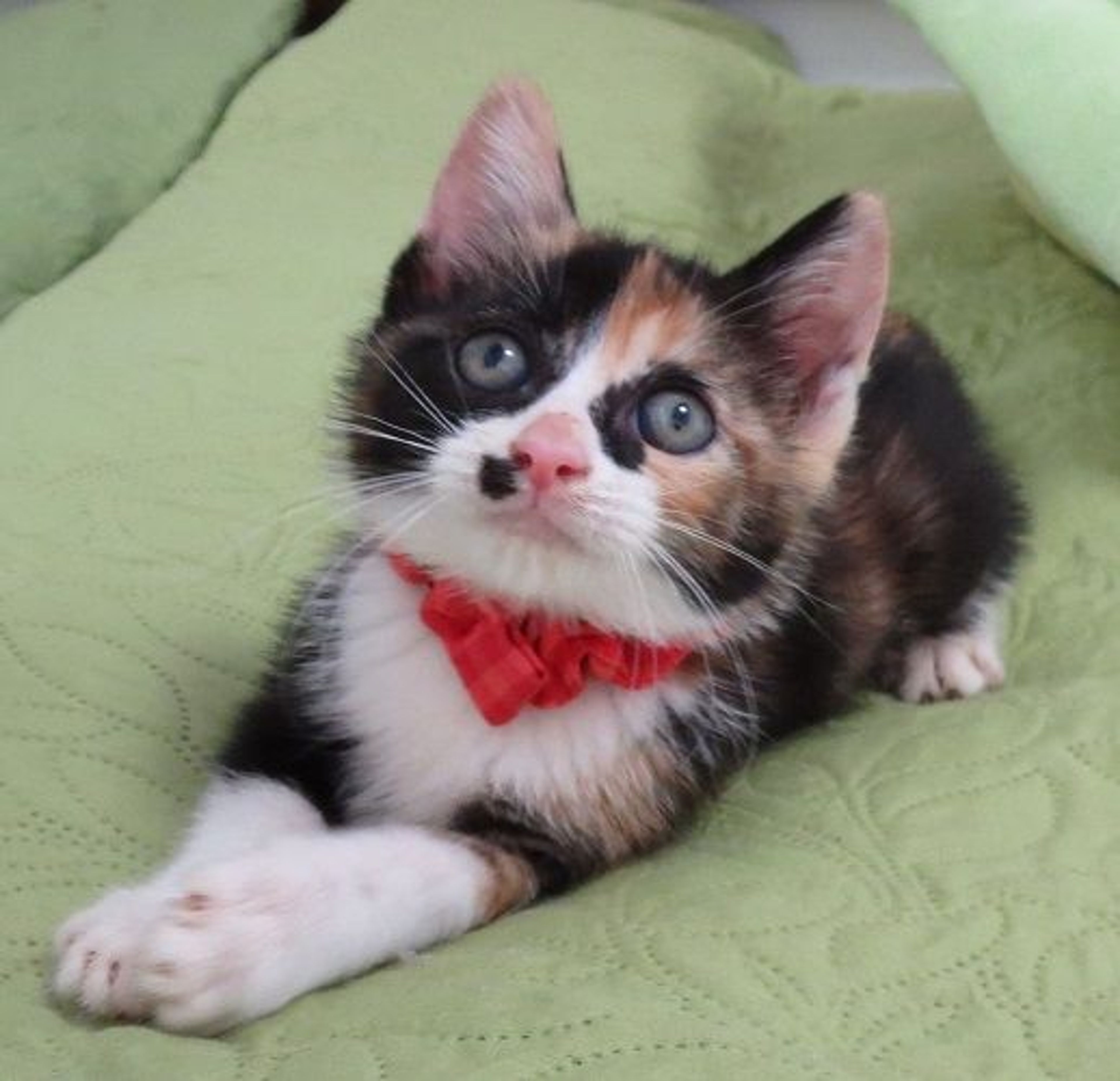 日本猫・メスの里親募集の写真