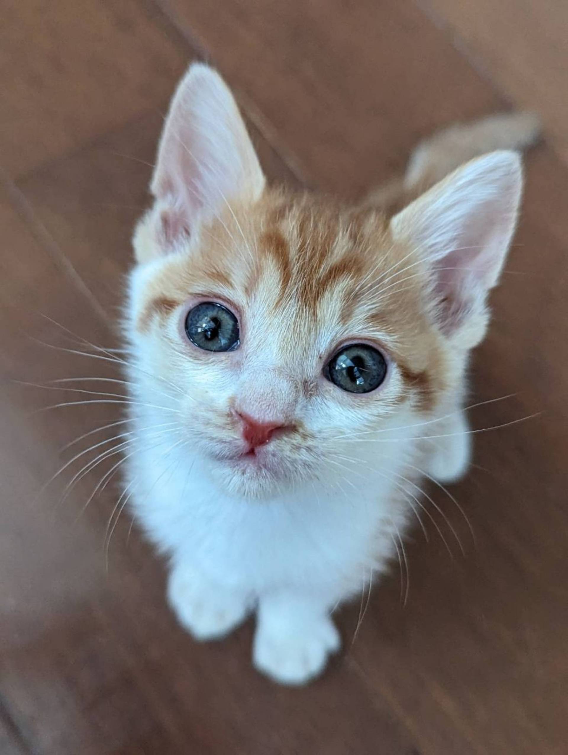 雑種（ミックス猫）・メスの里親募集の写真