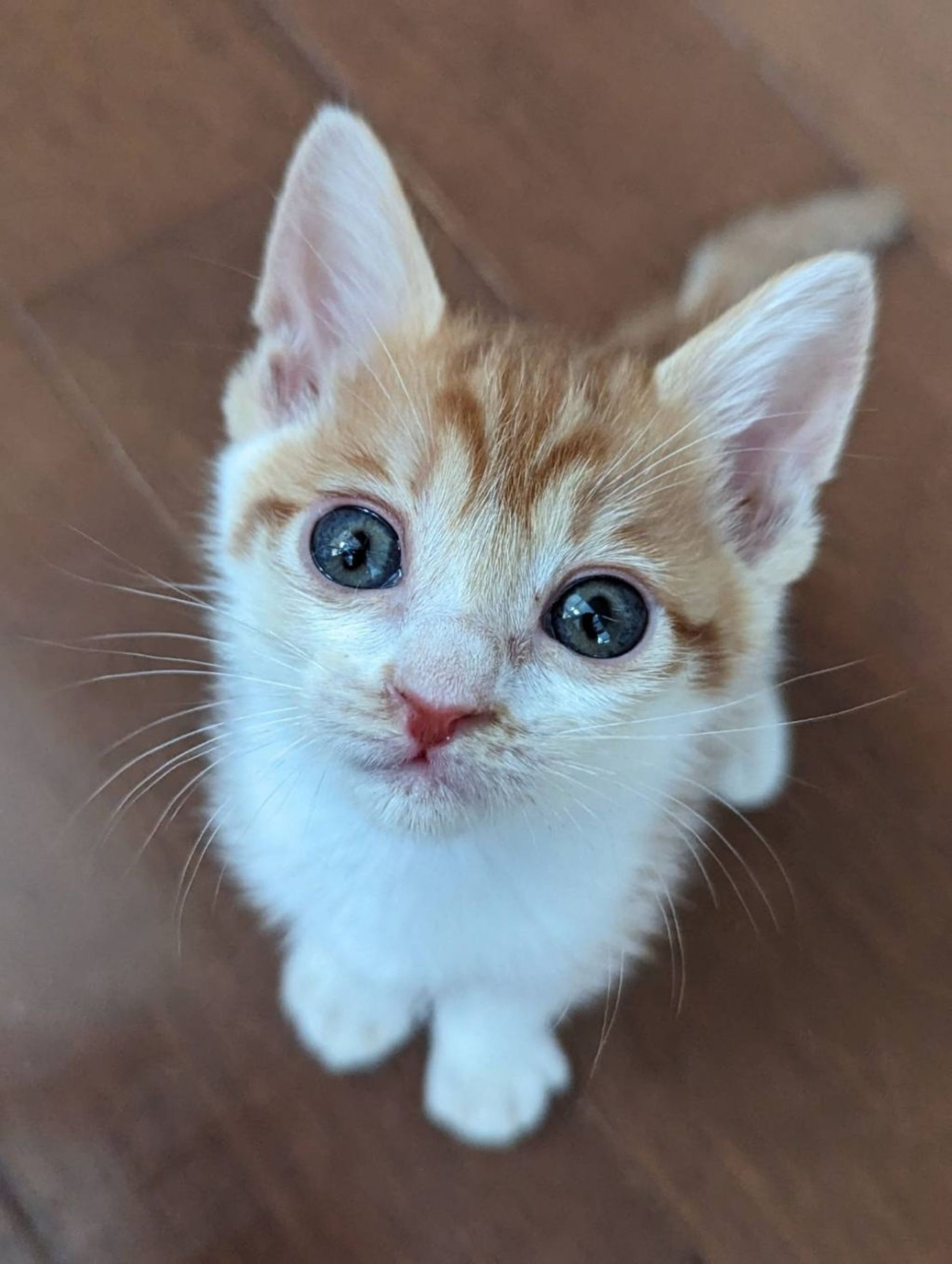 雑種（ミックス猫）・メスの里親募集の写真