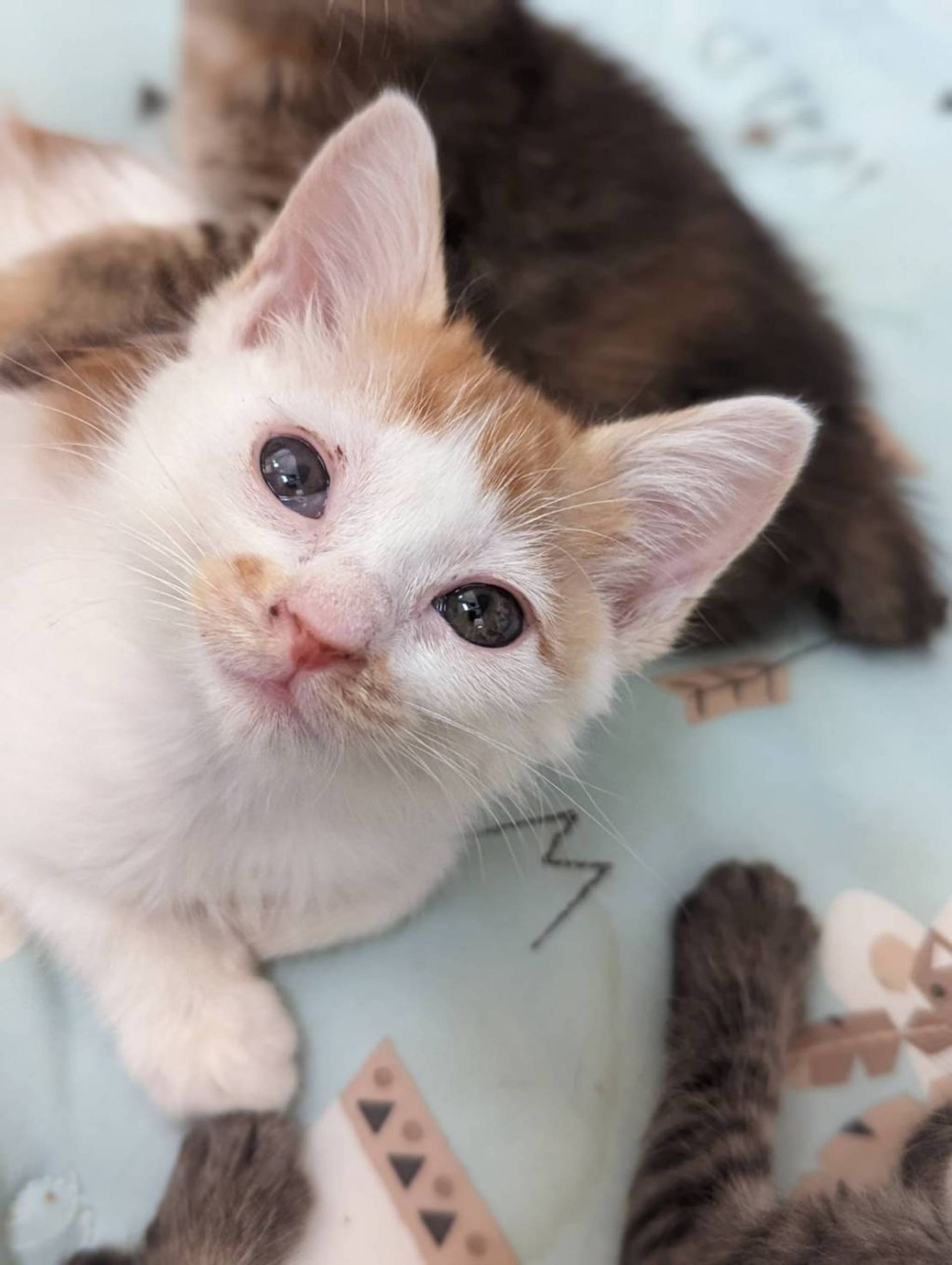 雑種（ミックス猫）・メスの里親募集の写真