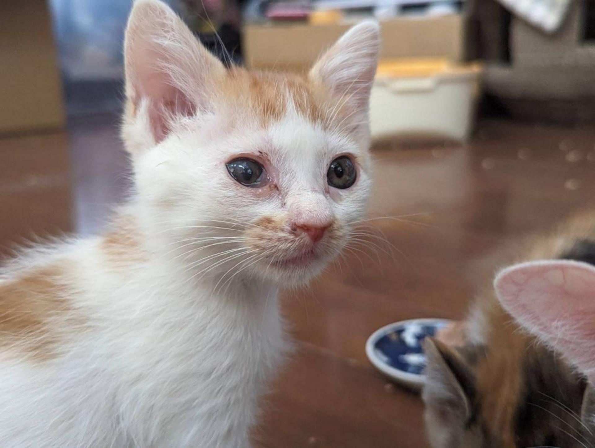 pet-image-2