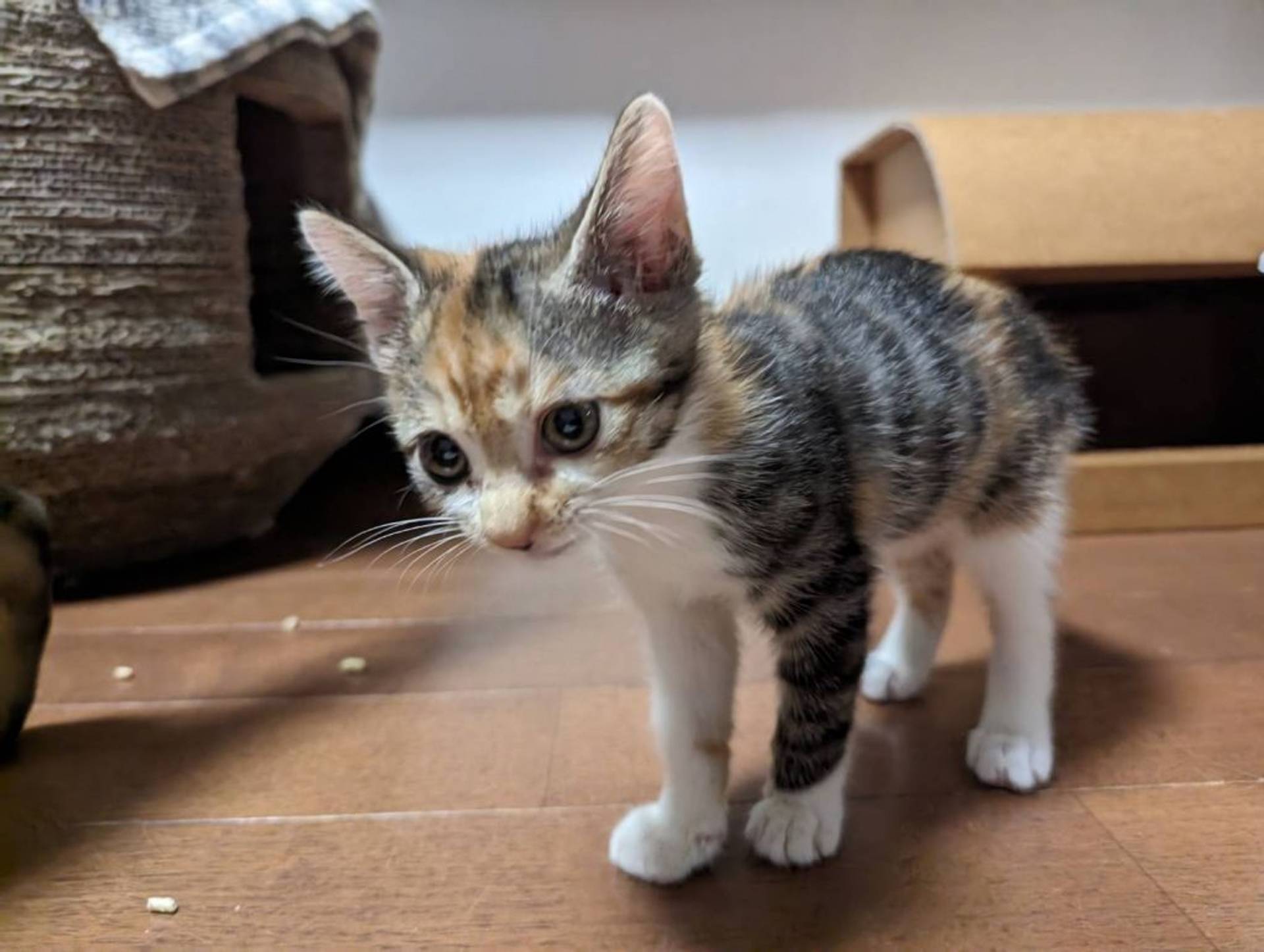雑種（ミックス猫）・メスの里親募集の写真