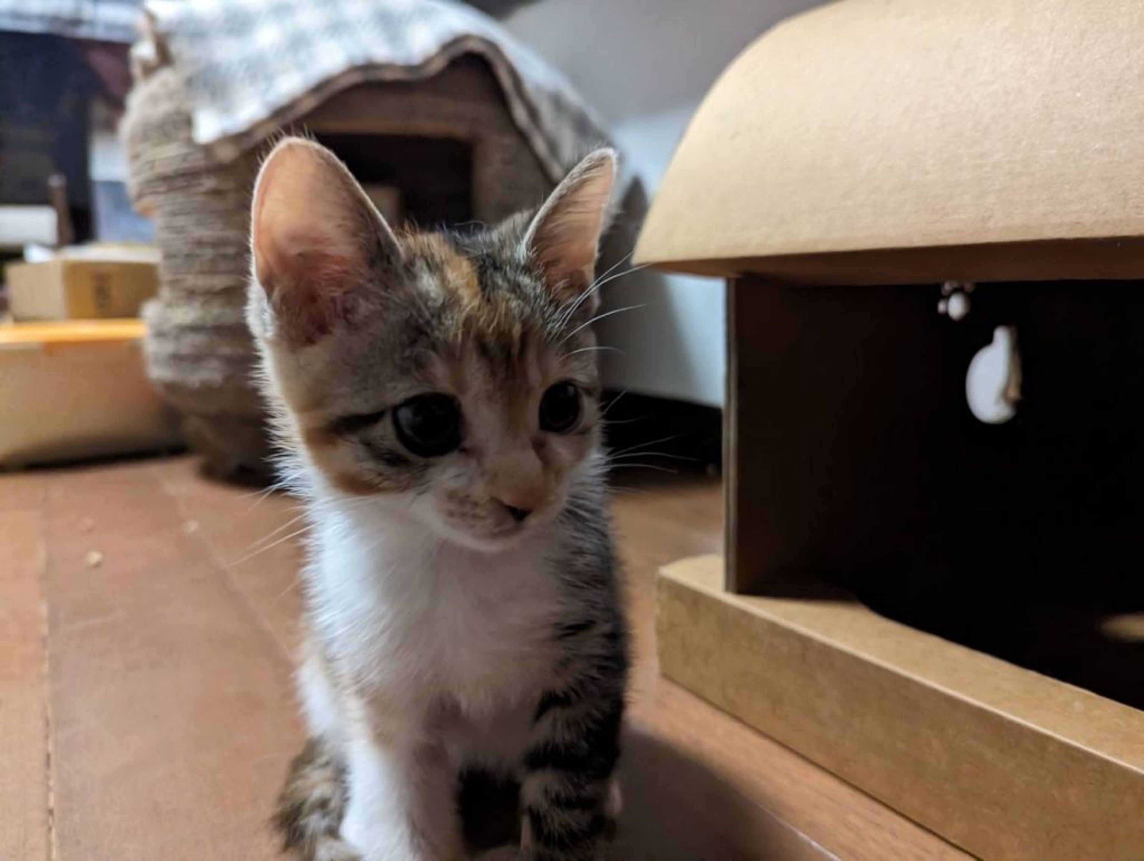 pet-image-2