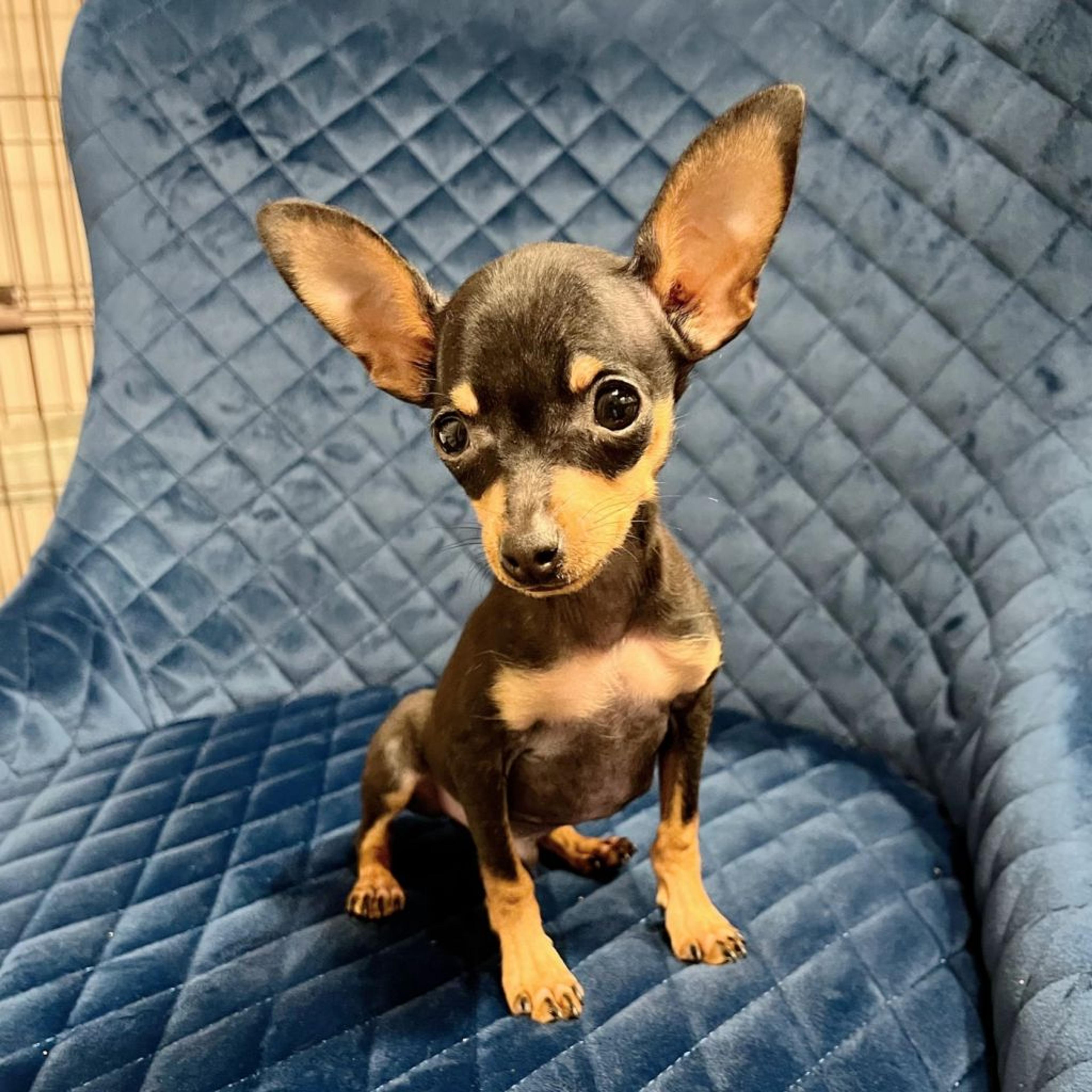 pet-image-2