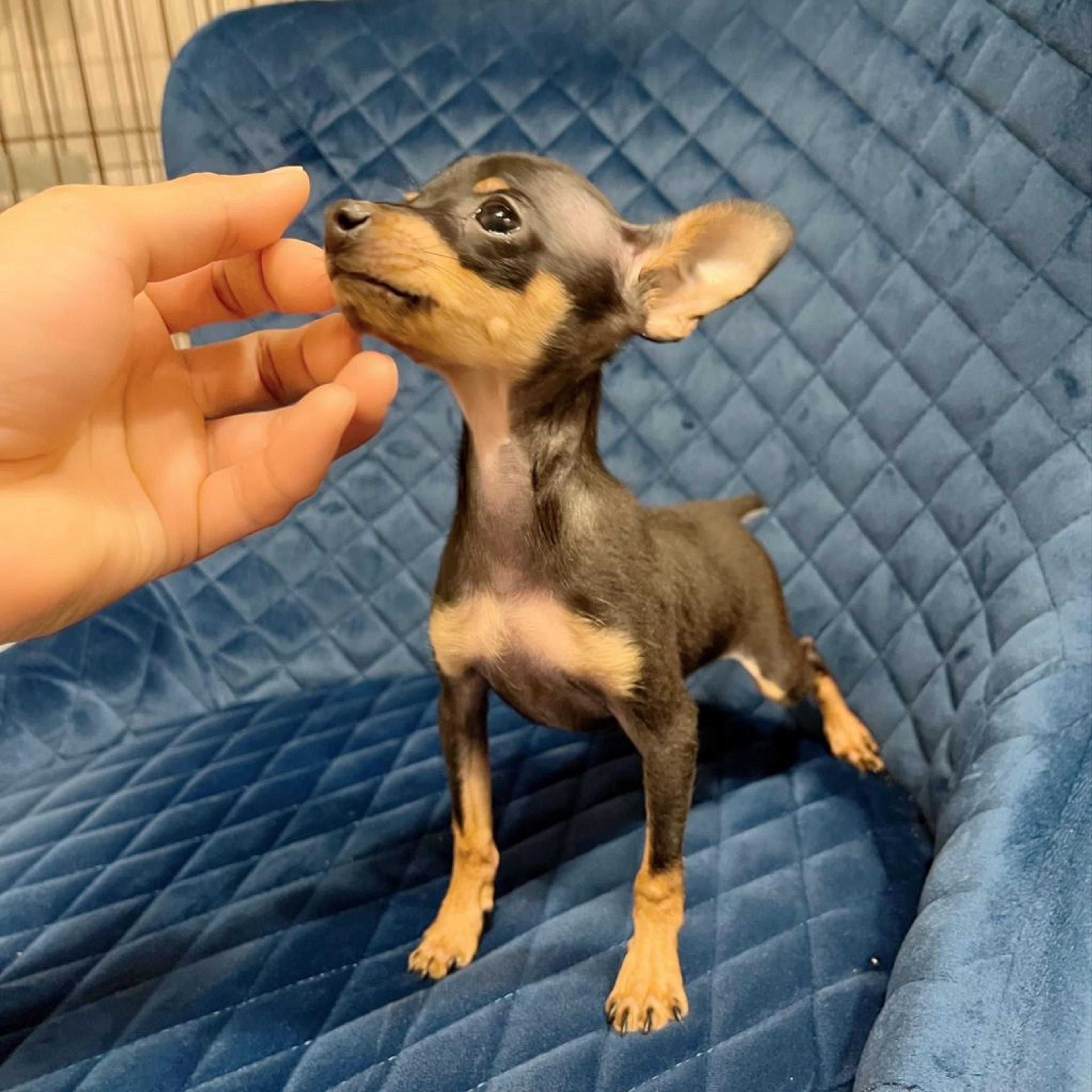 pet-image-3