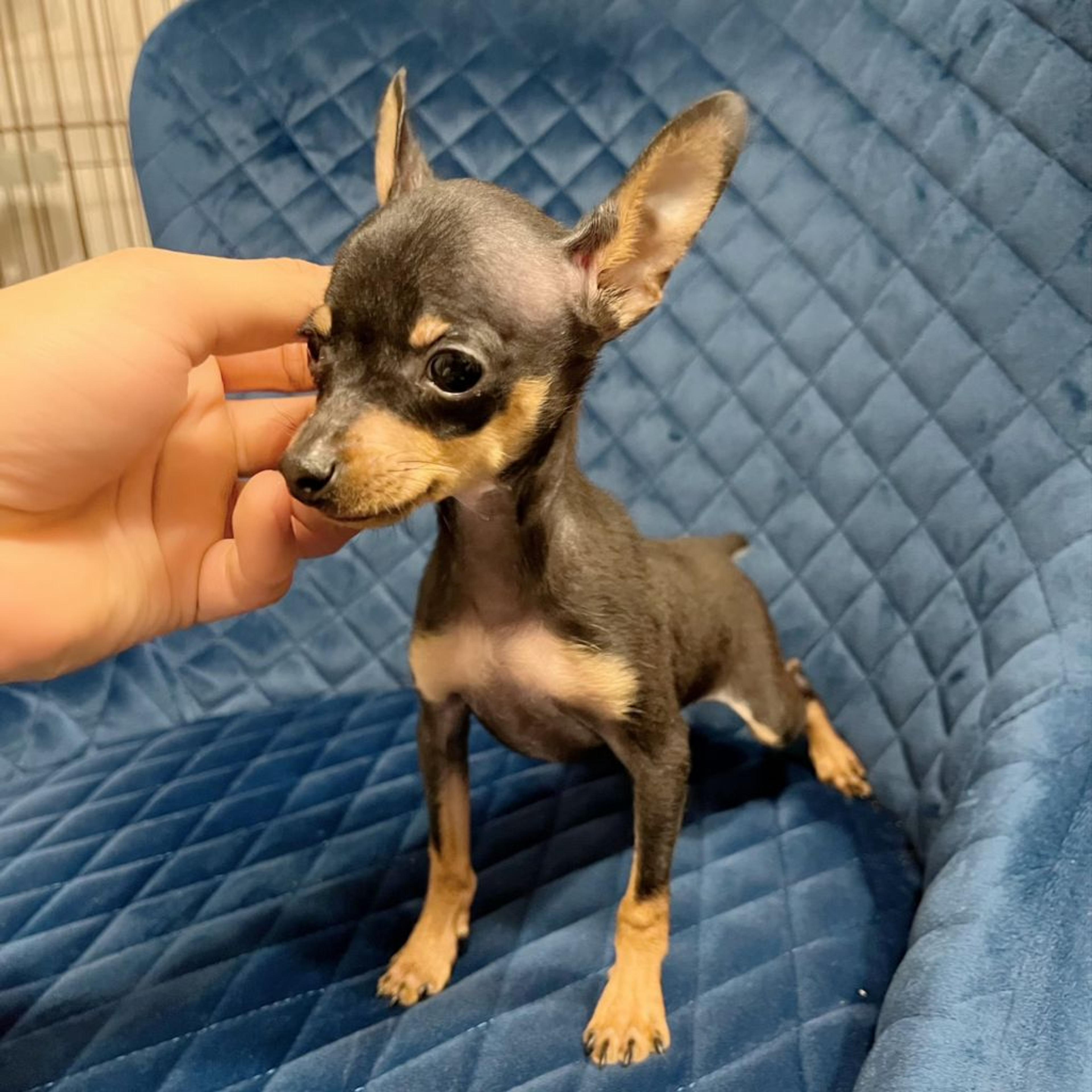 pet-image-4