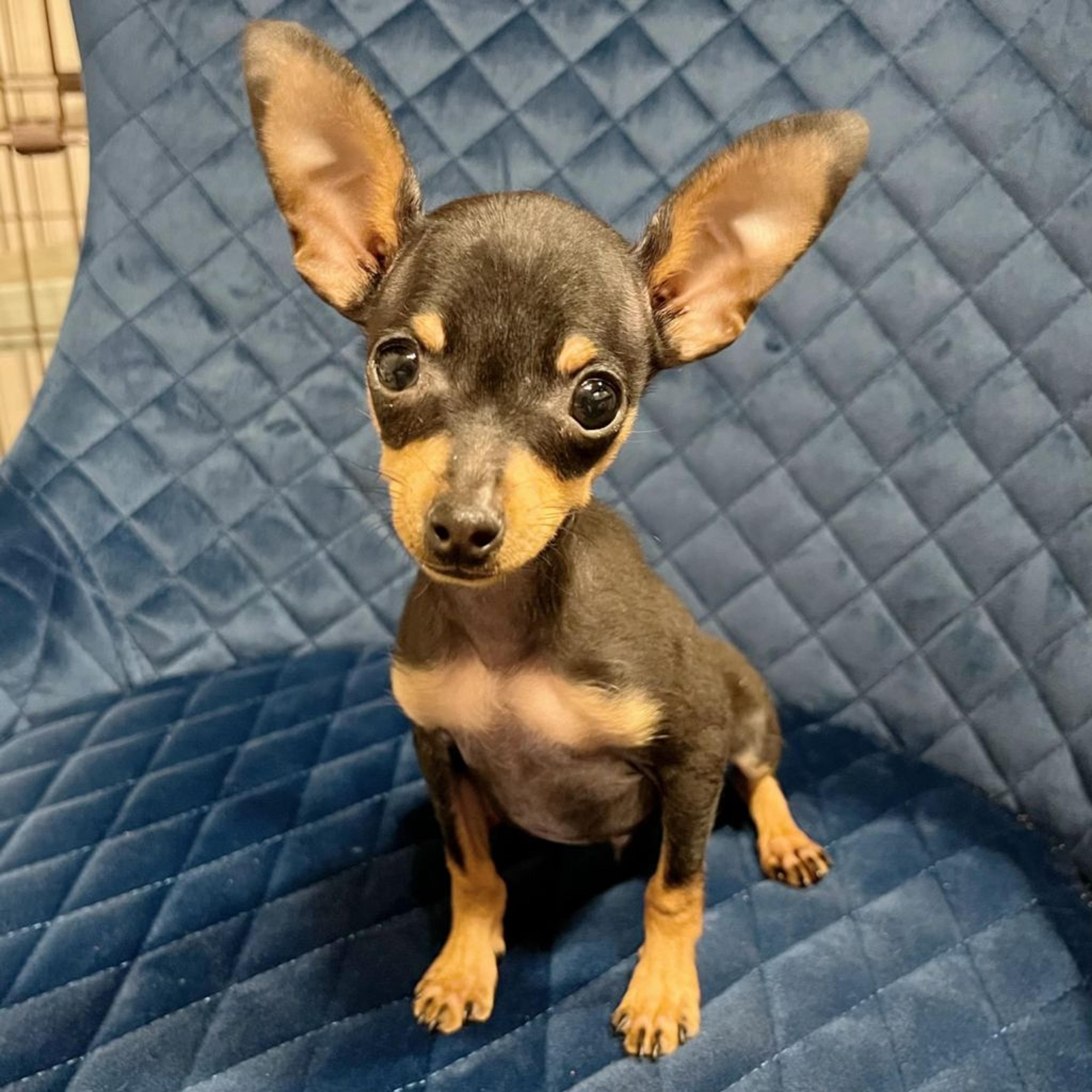pet-image-5