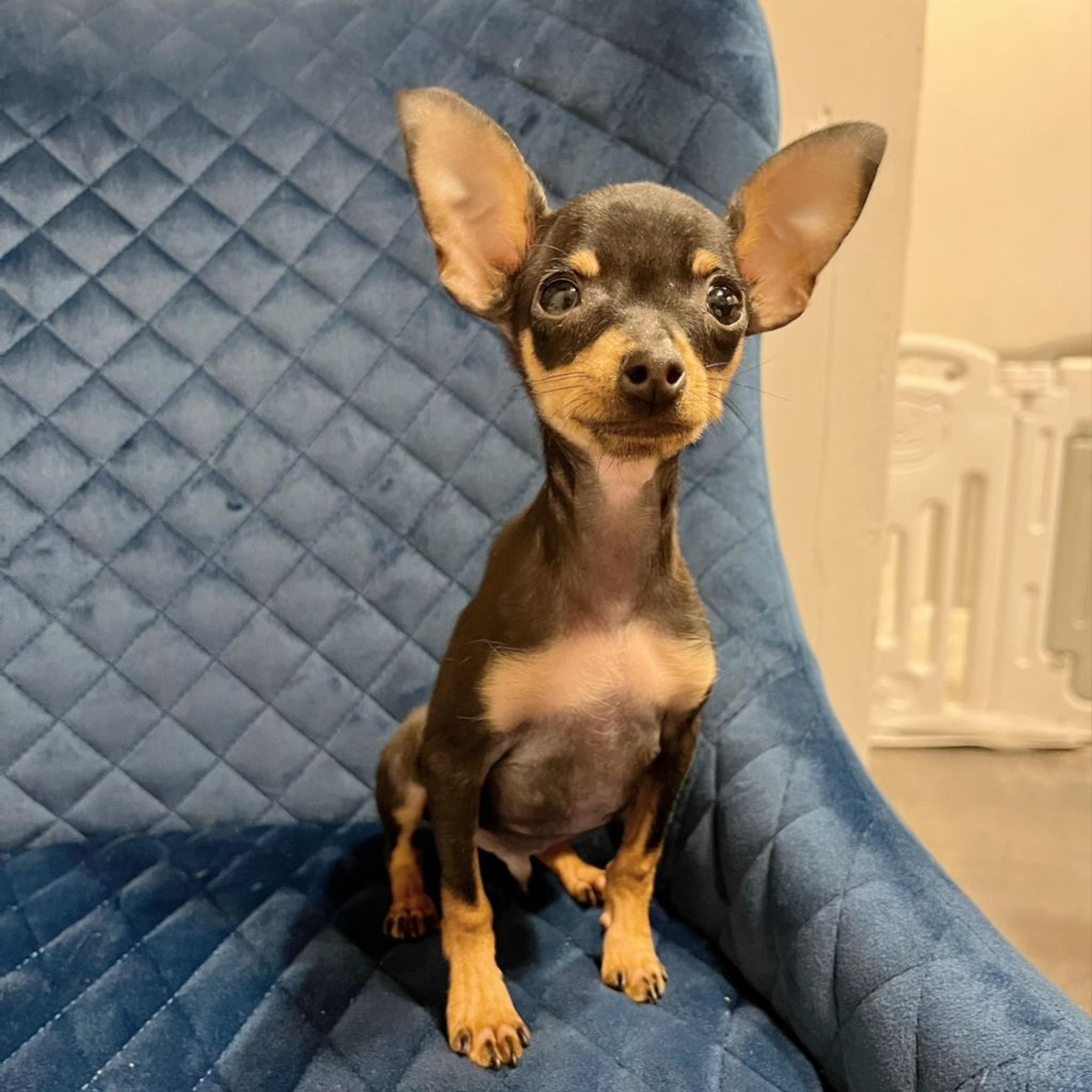 pet-image-6