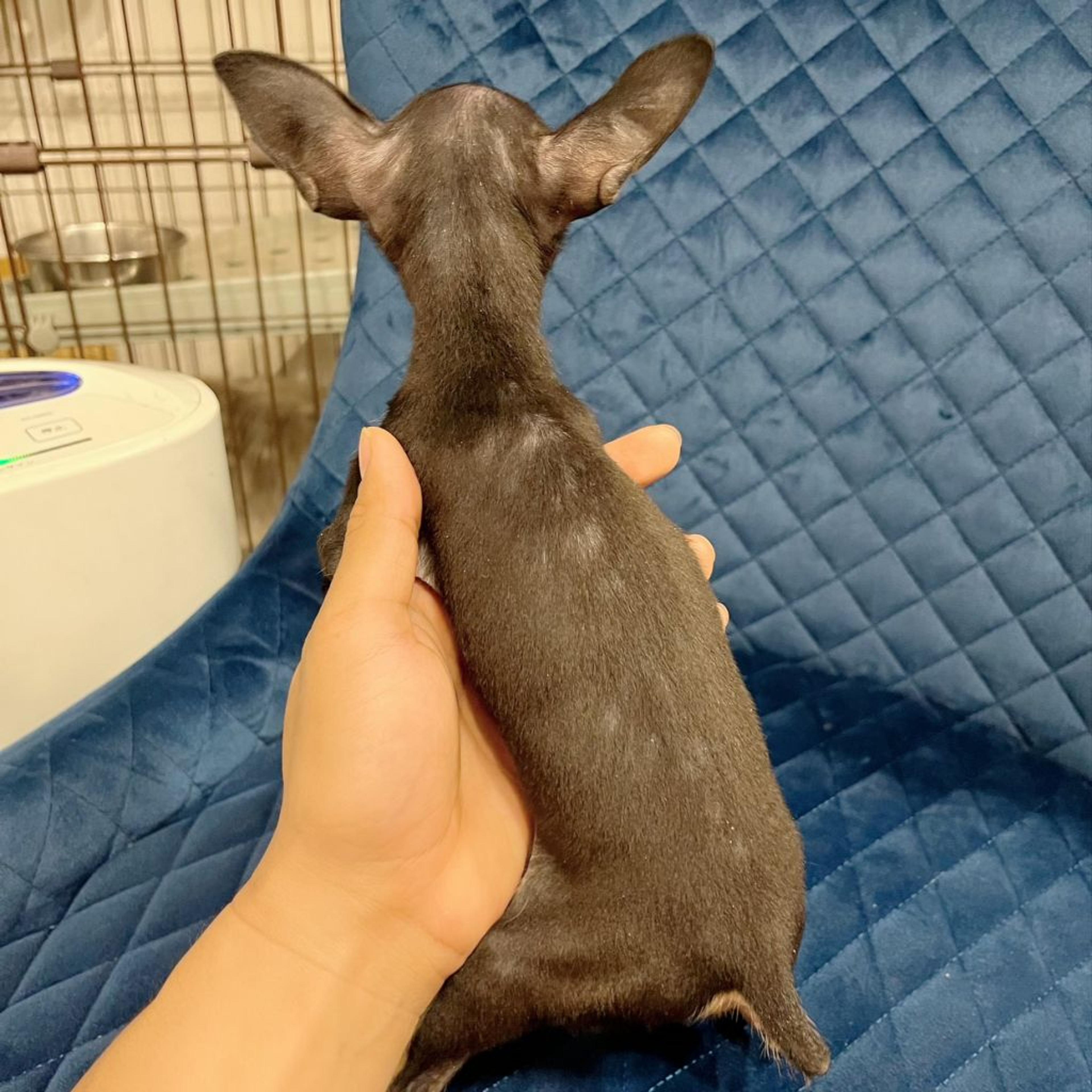 pet-image-7