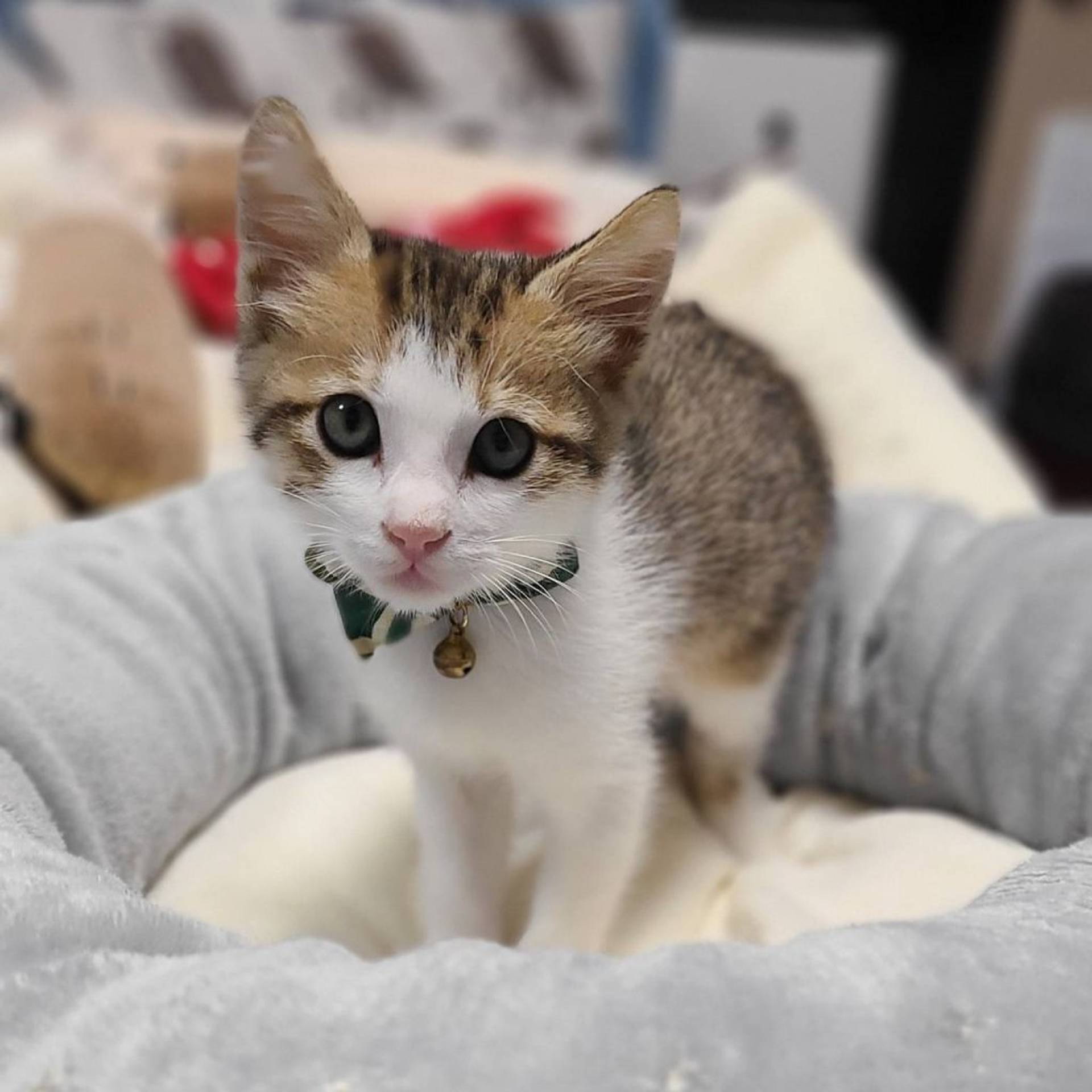 雑種（ミックス猫）・オスの里親募集の写真