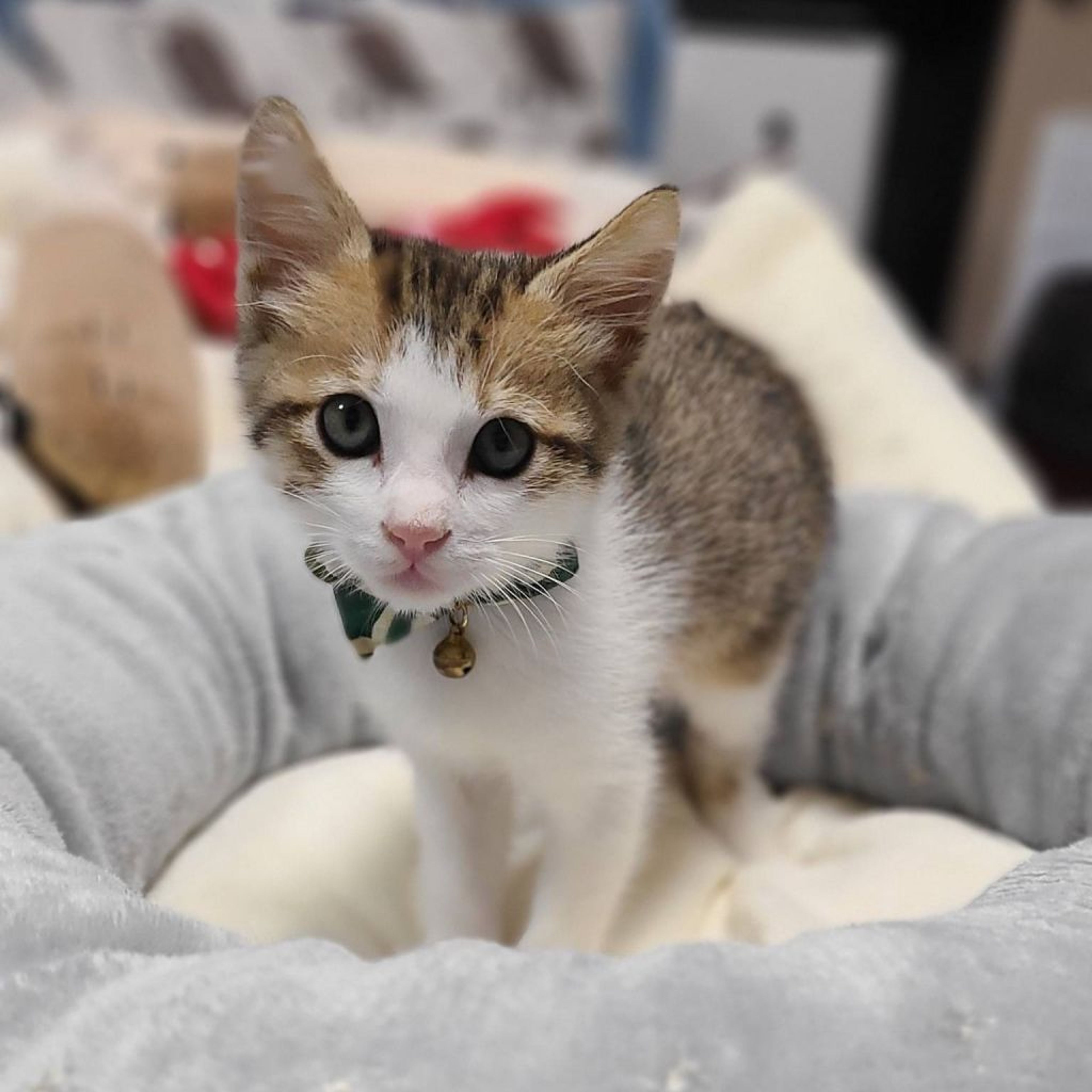 雑種（ミックス猫）・オスの里親募集の写真