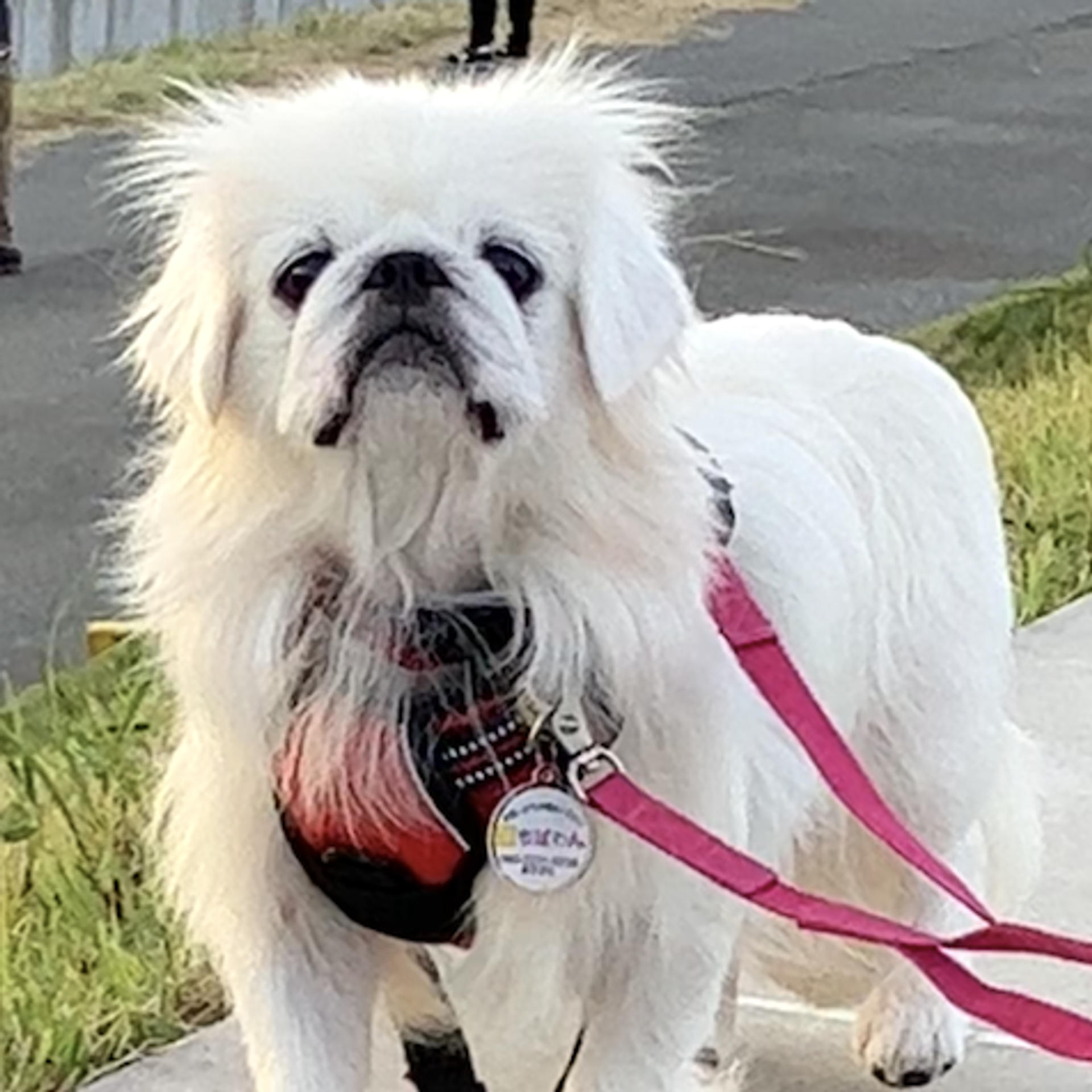 pet-image-3