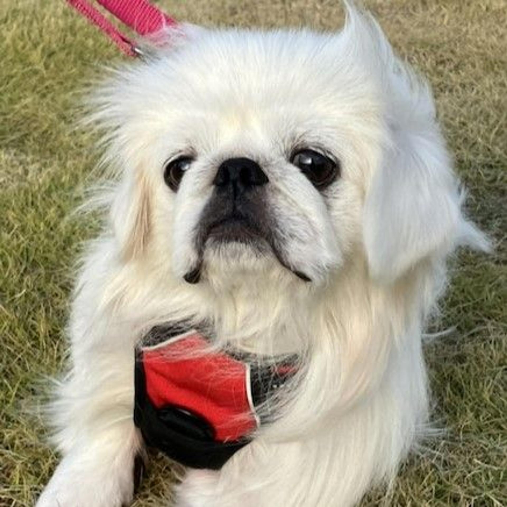 pet-image-4
