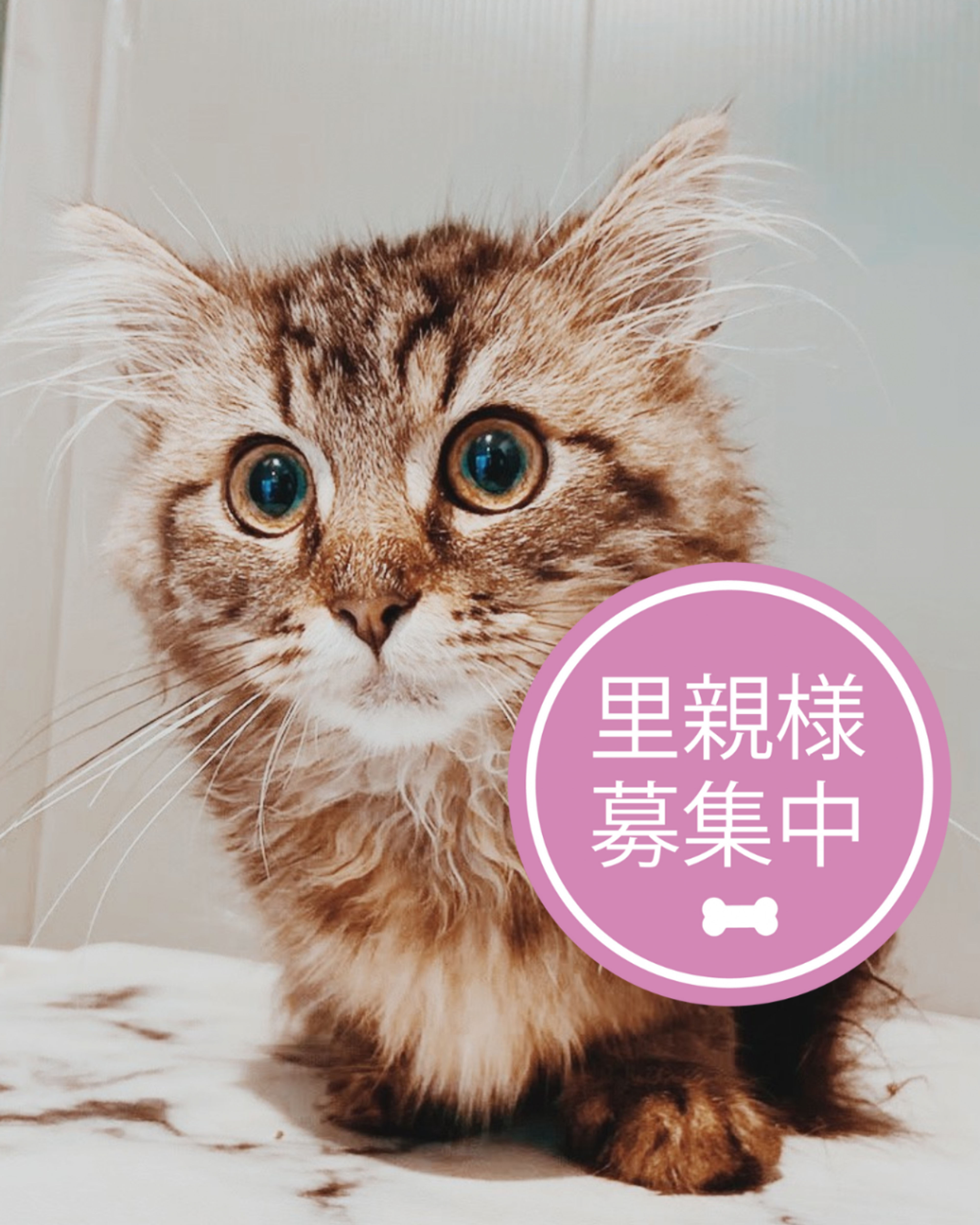ナポレオン・オスの里親募集の写真