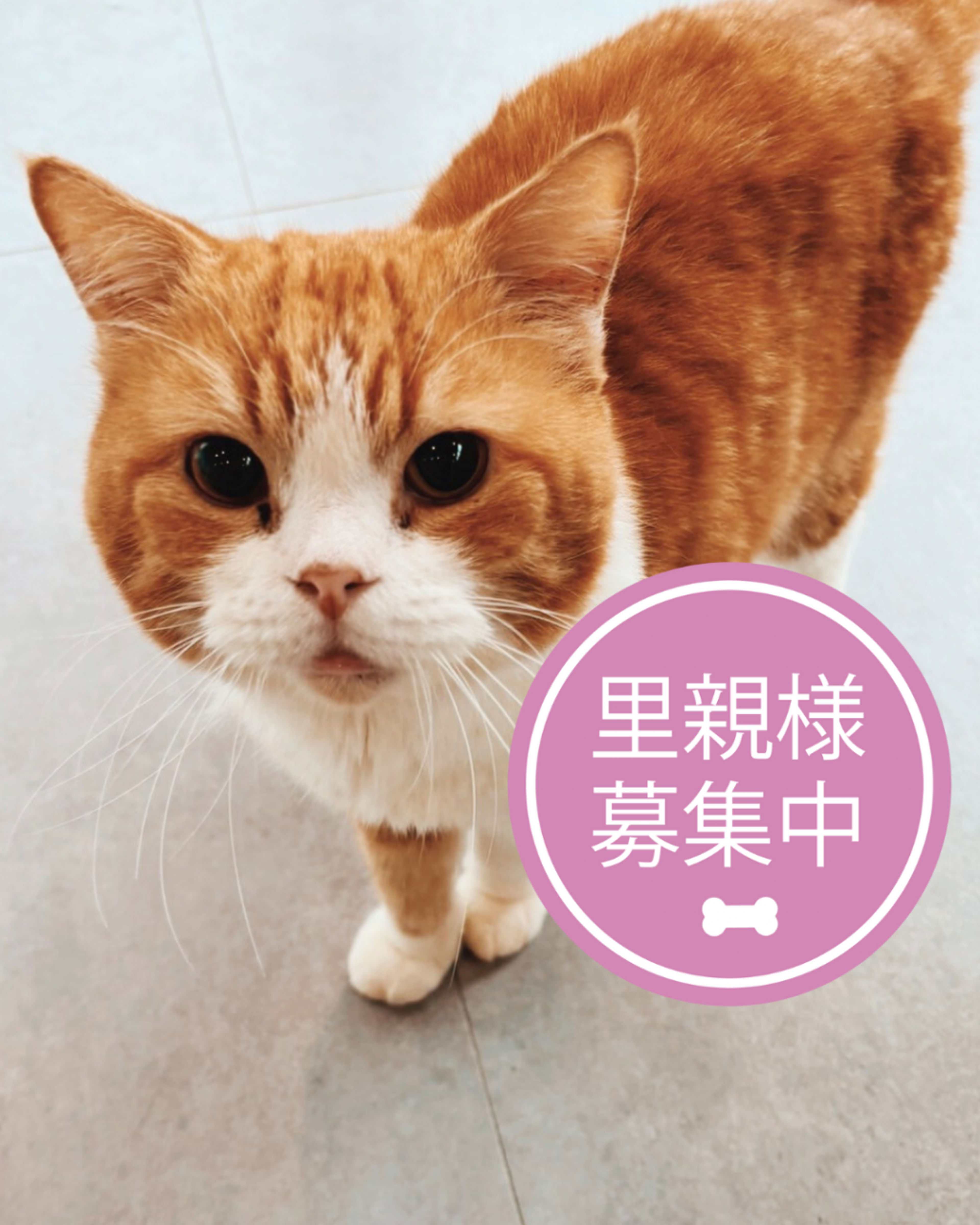 スコティッシュフォールド・メスの里親募集の写真