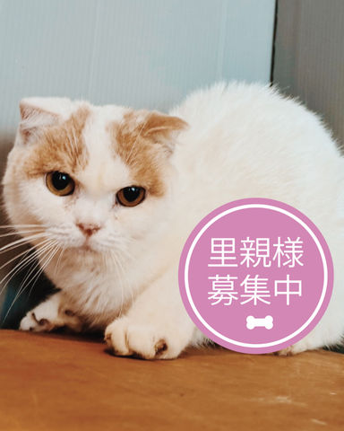 ゴーテルの写真