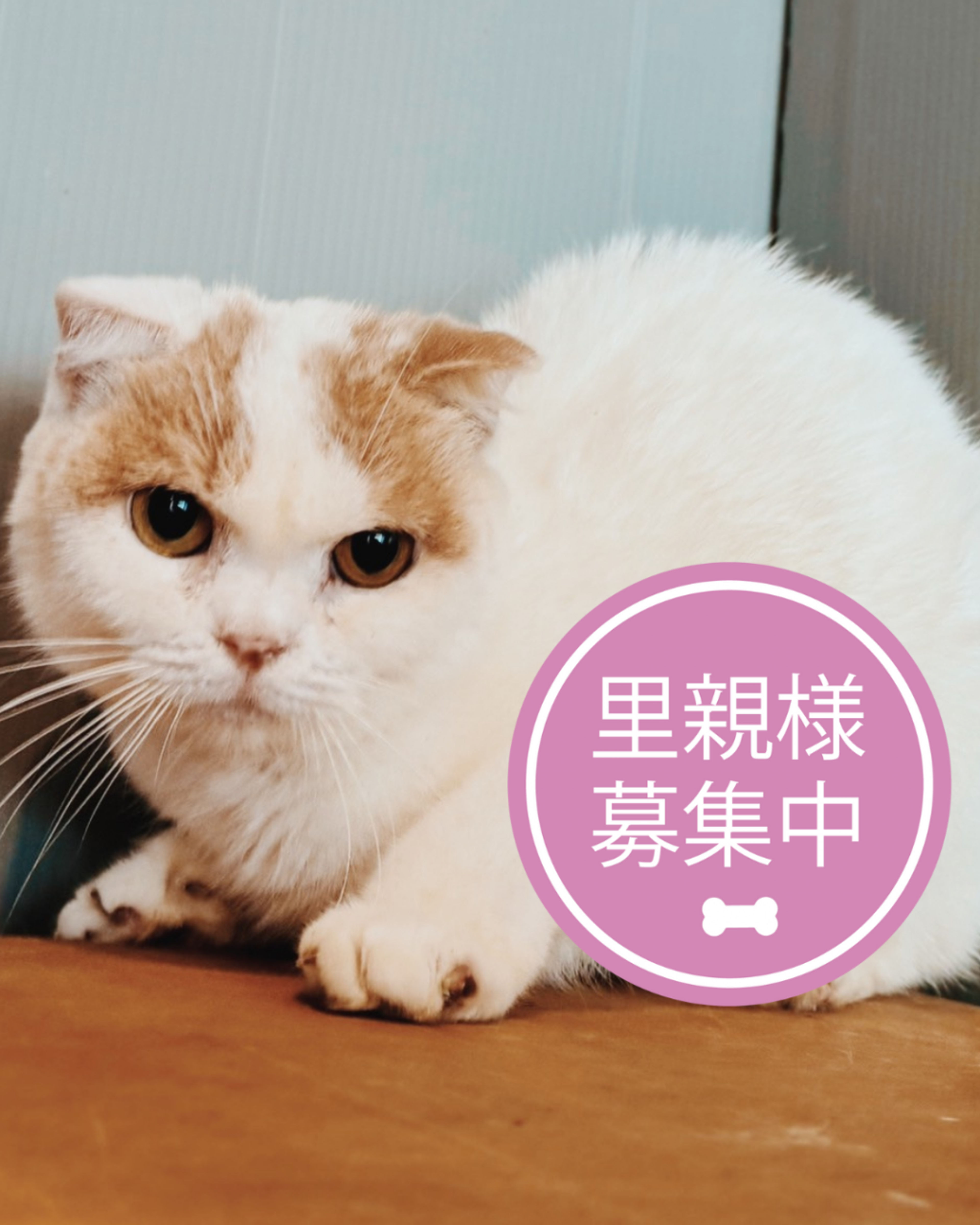 スコティッシュフォールド・メスの里親募集の写真