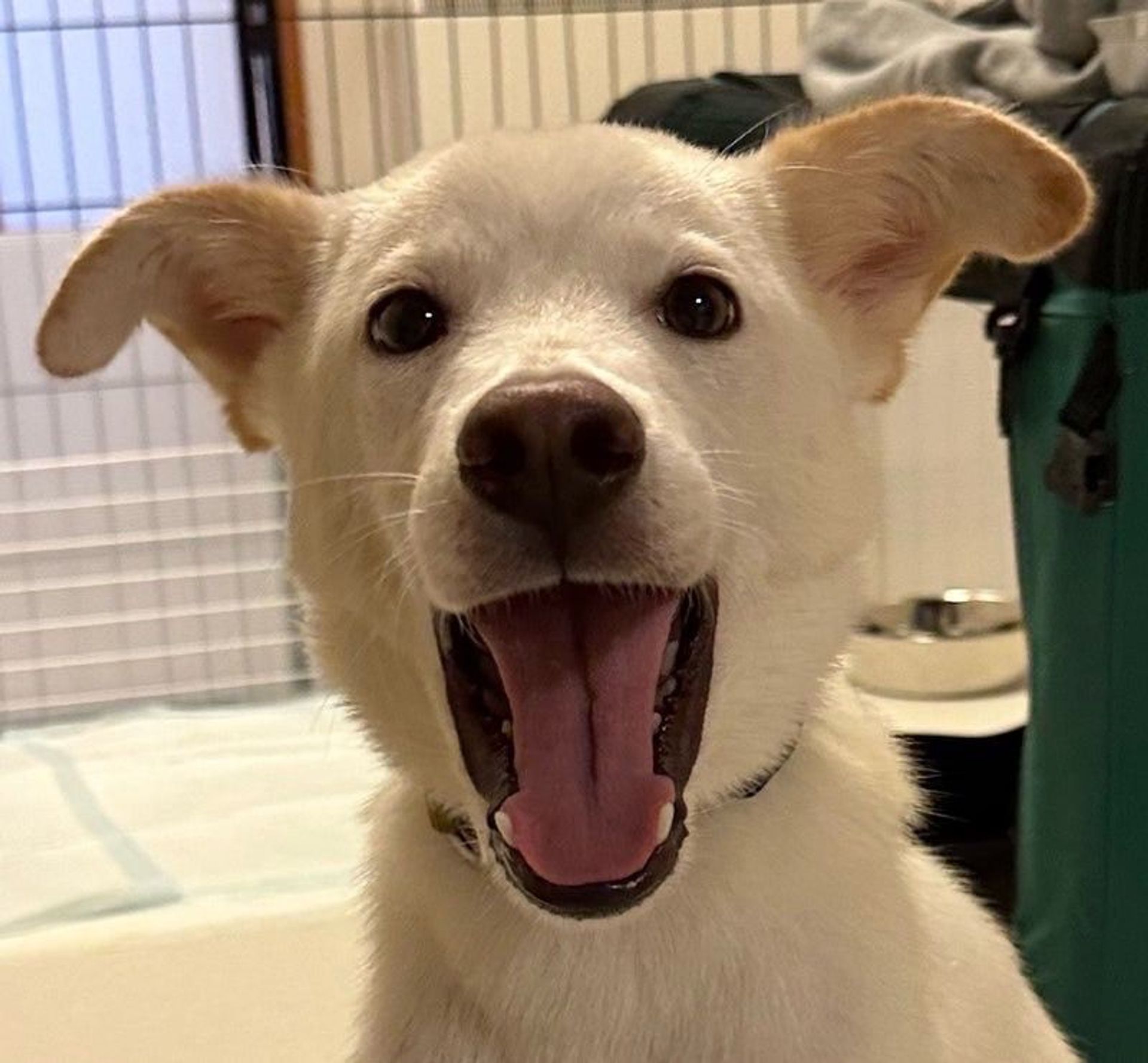 雑種（ミックス犬）・オスの里親募集の写真