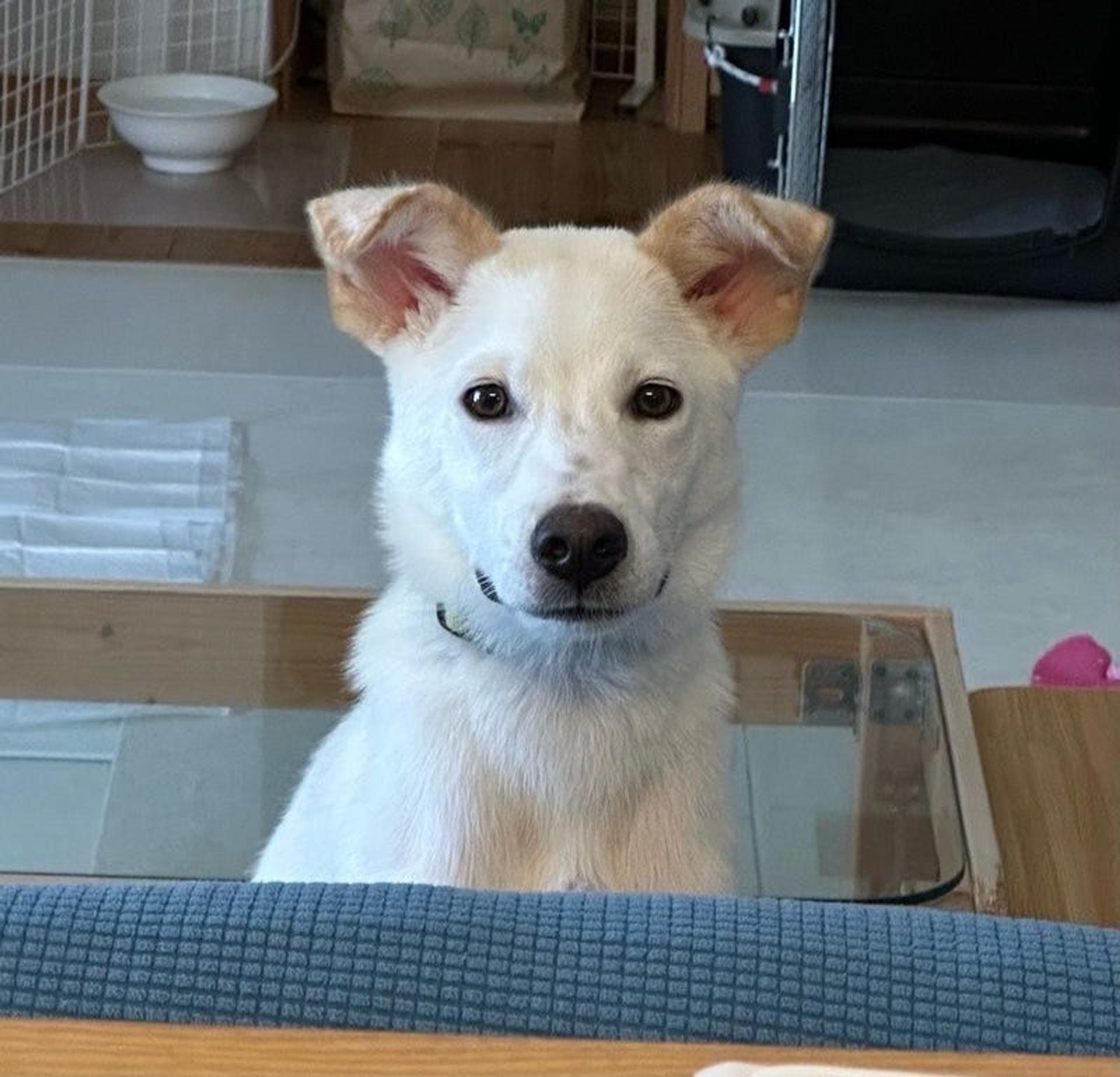 pet-image-3