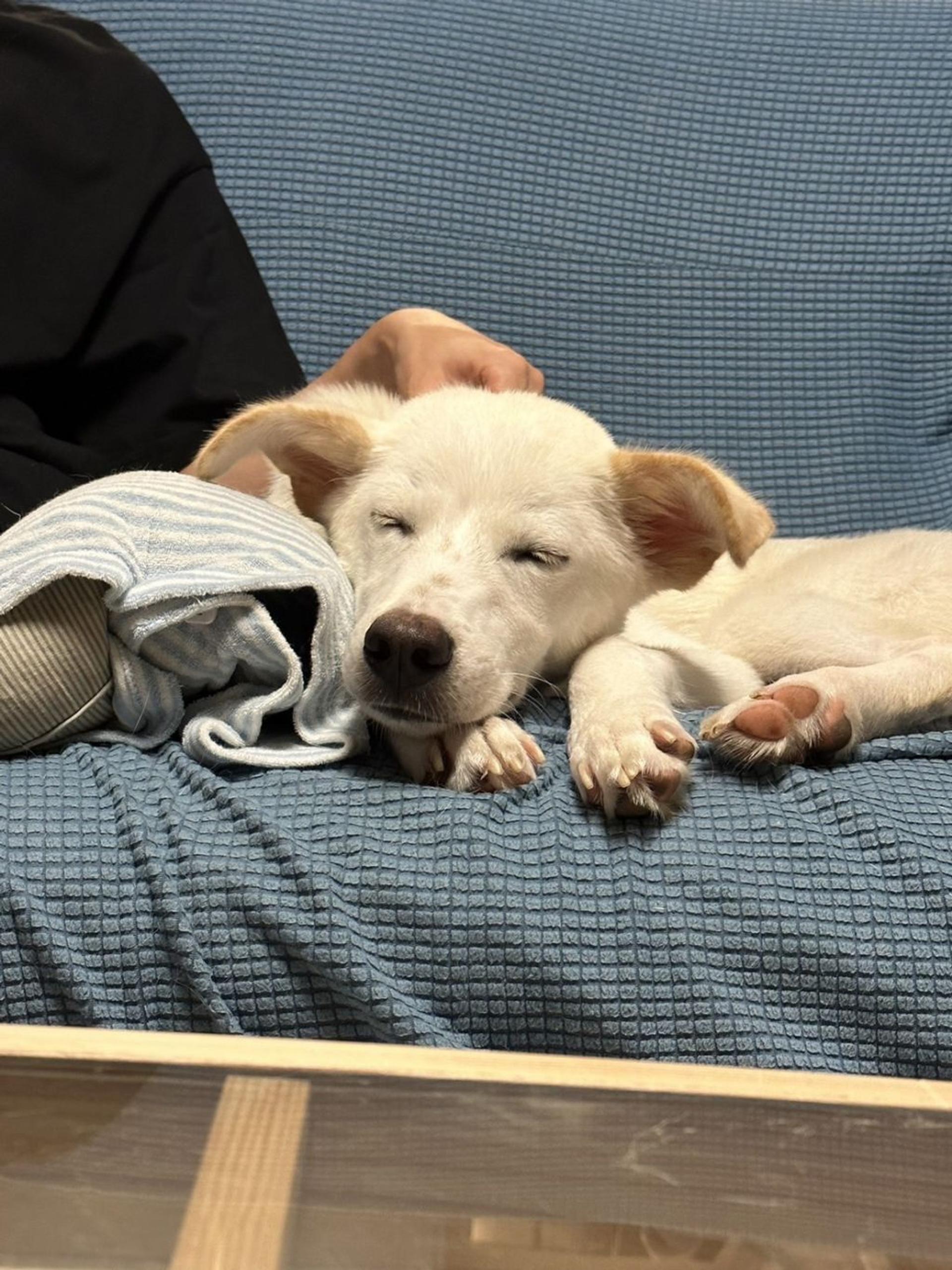 pet-image-7