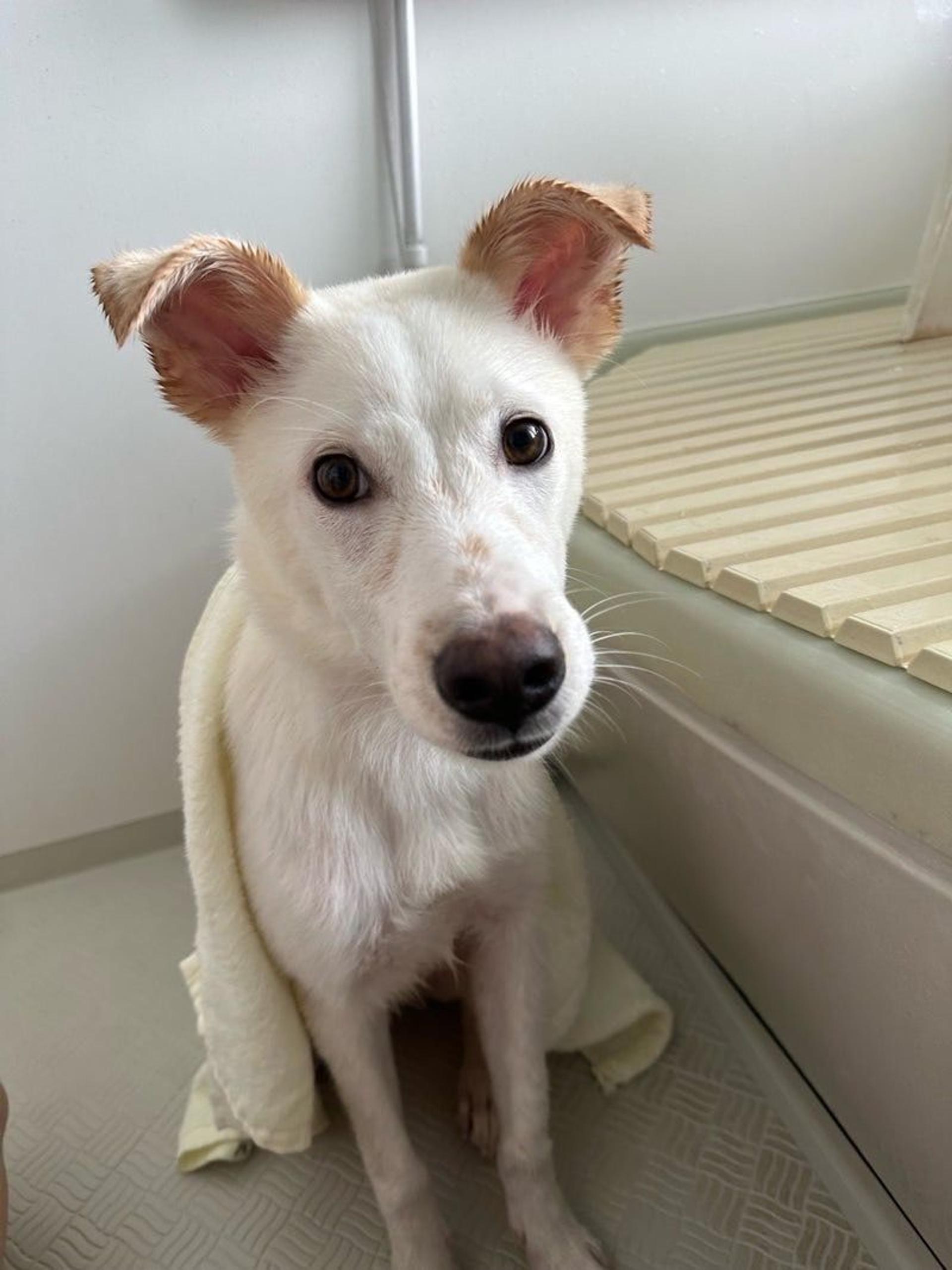 pet-image-8