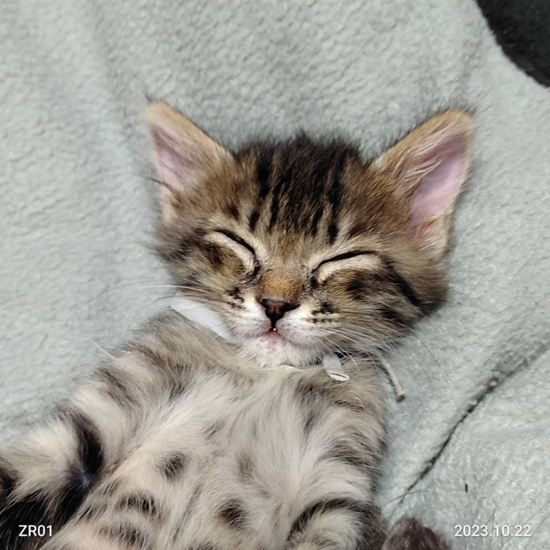 雑種（ミックス猫）・メスの里親募集の写真