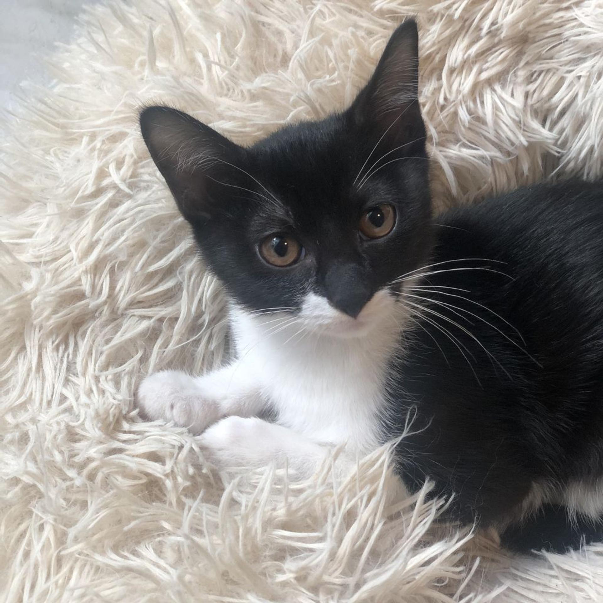 pet-image-9