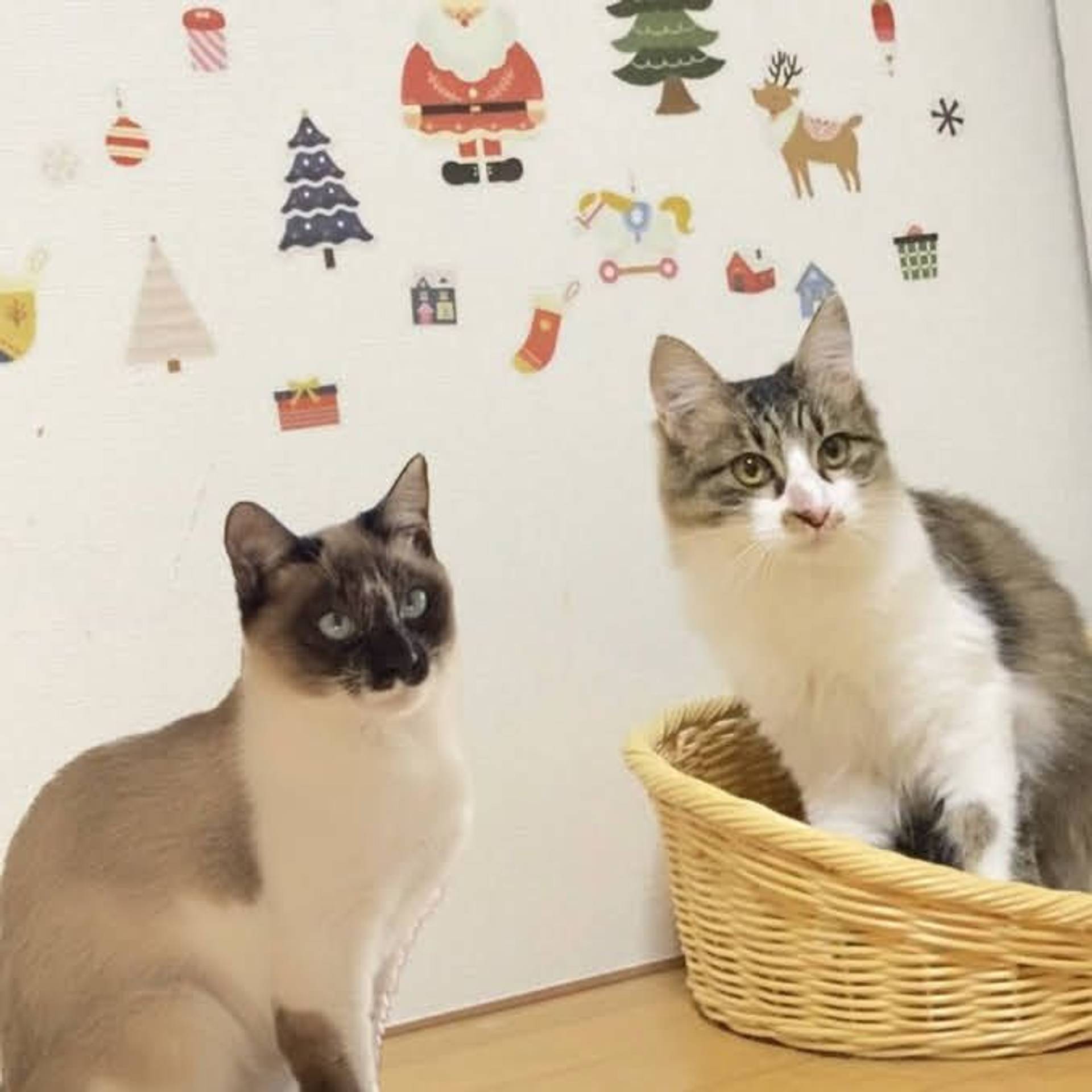 雑種（ミックス猫）・オスの里親募集の写真