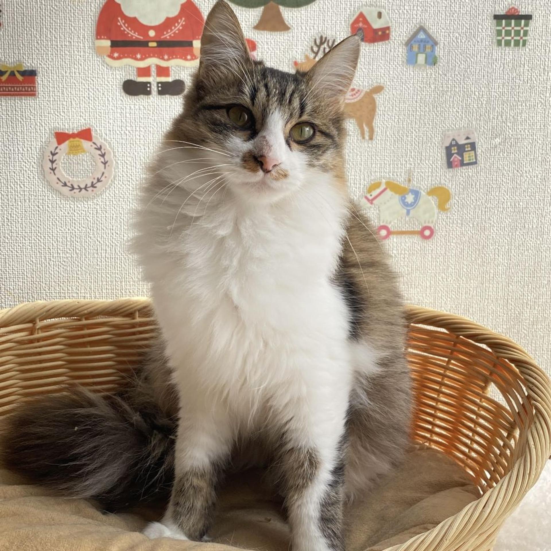 pet-image-4