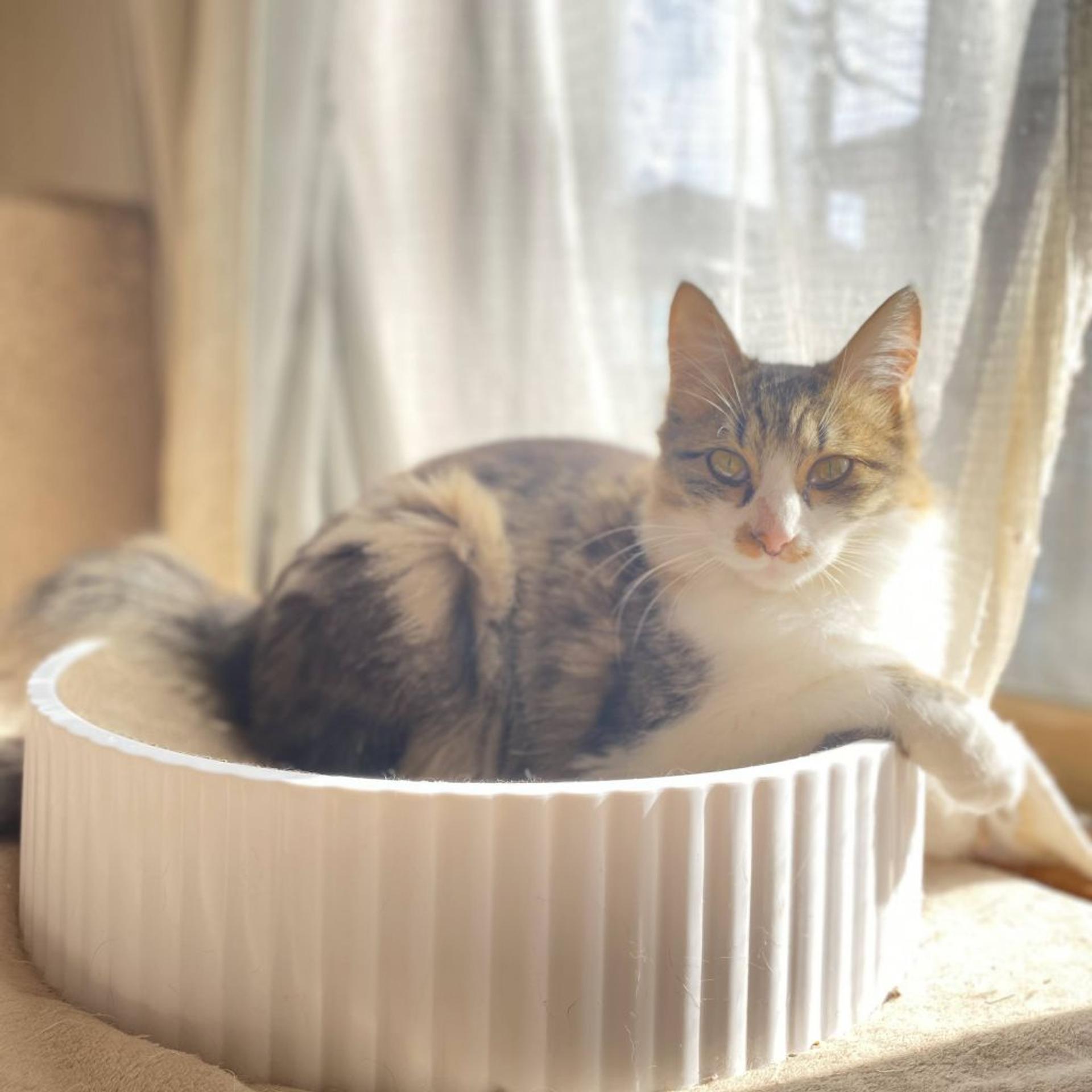 pet-image-5