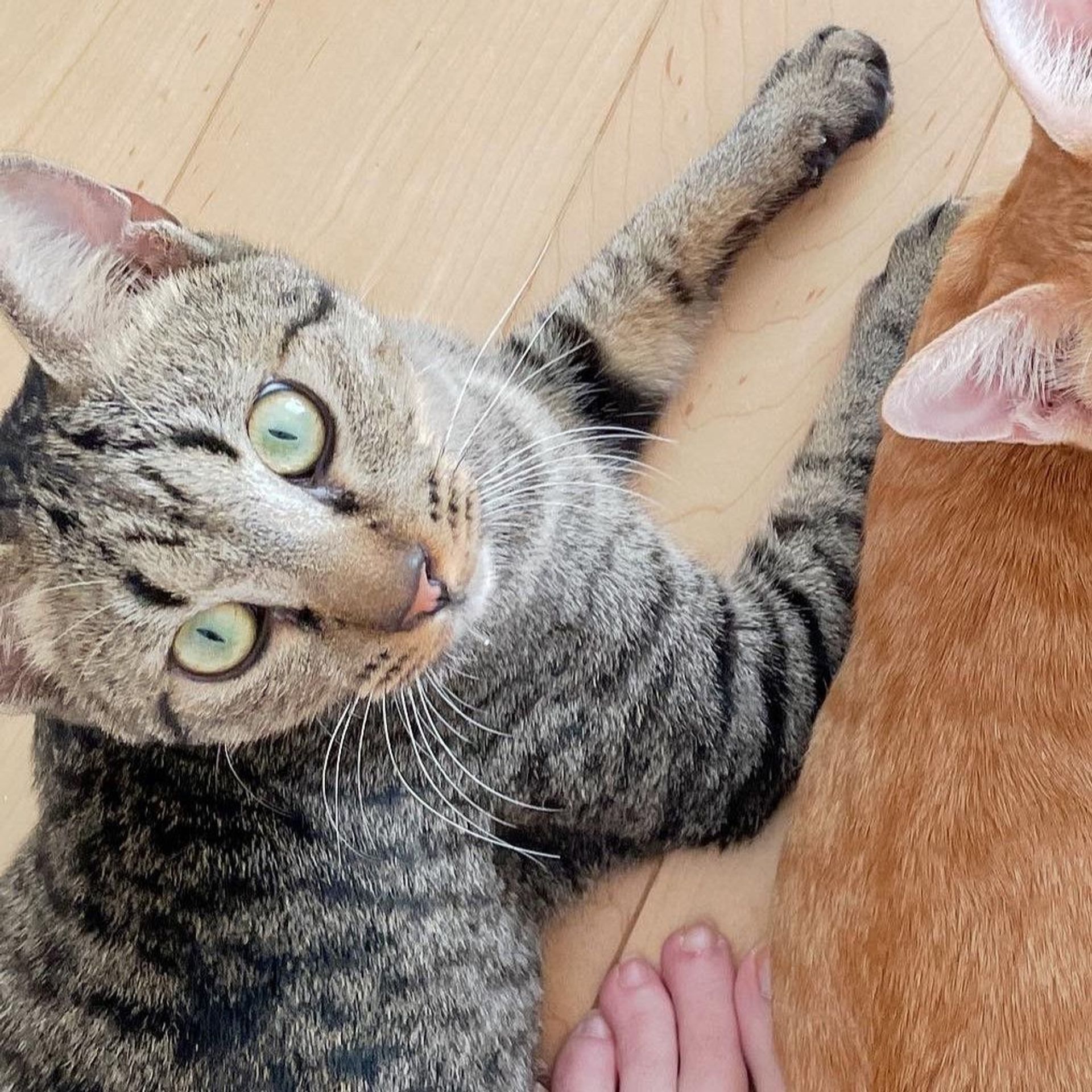 雑種（ミックス猫）・オスの里親募集の写真