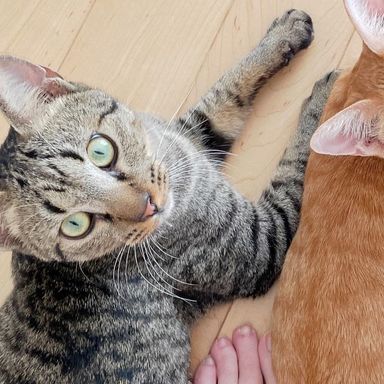 バズの写真