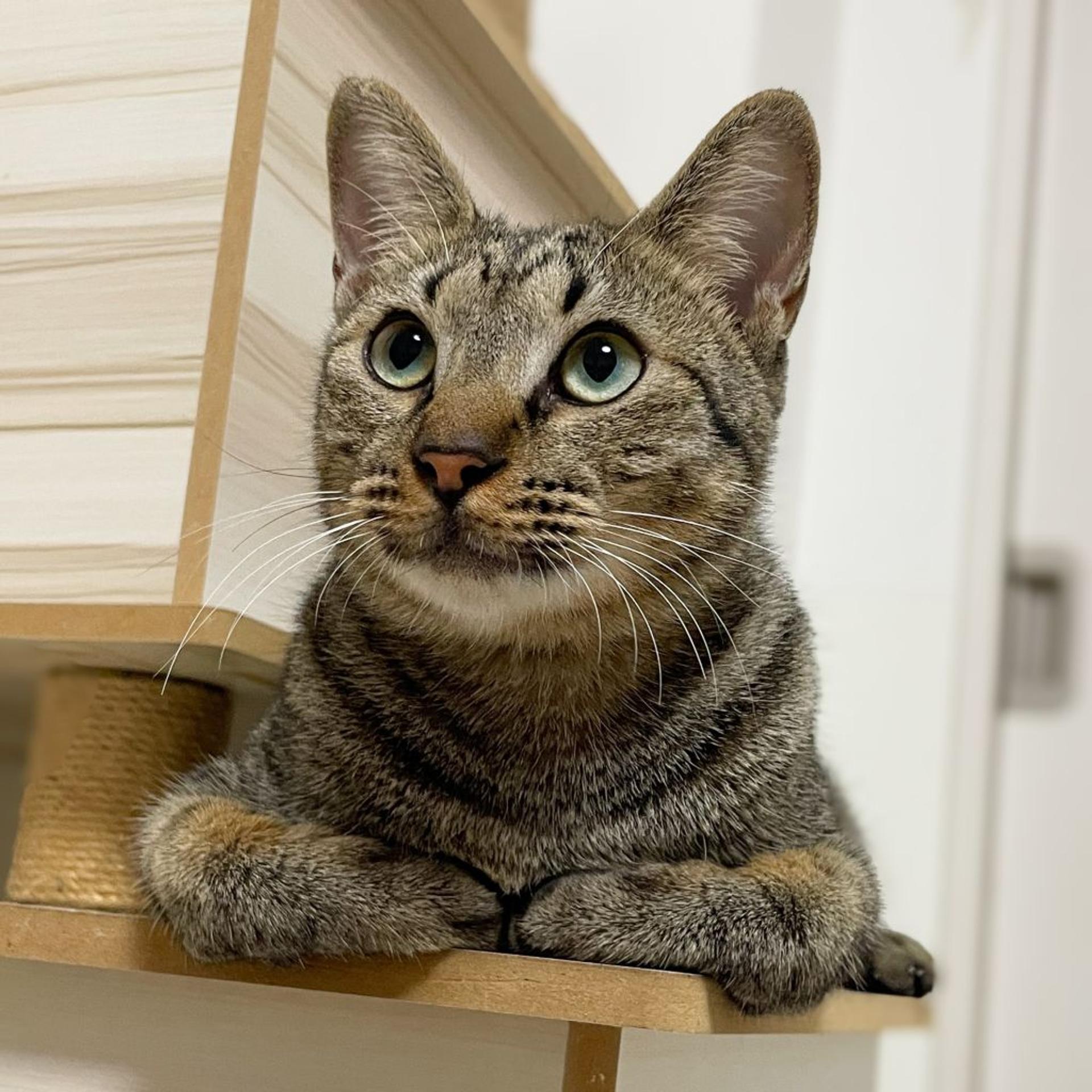 pet-image-2