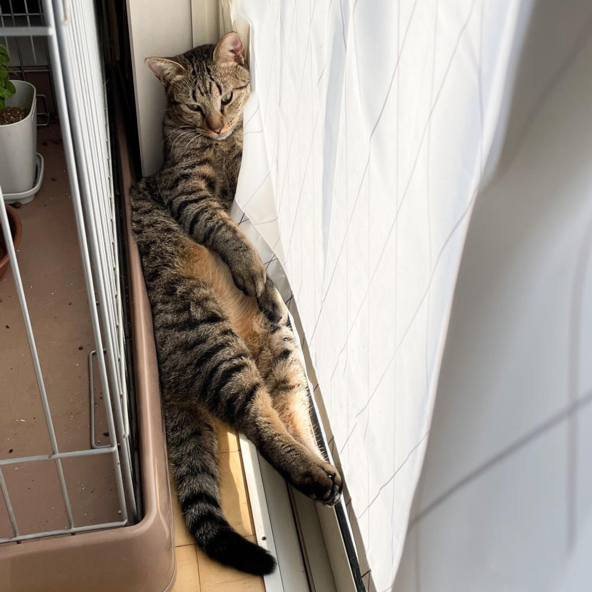 pet-image-3