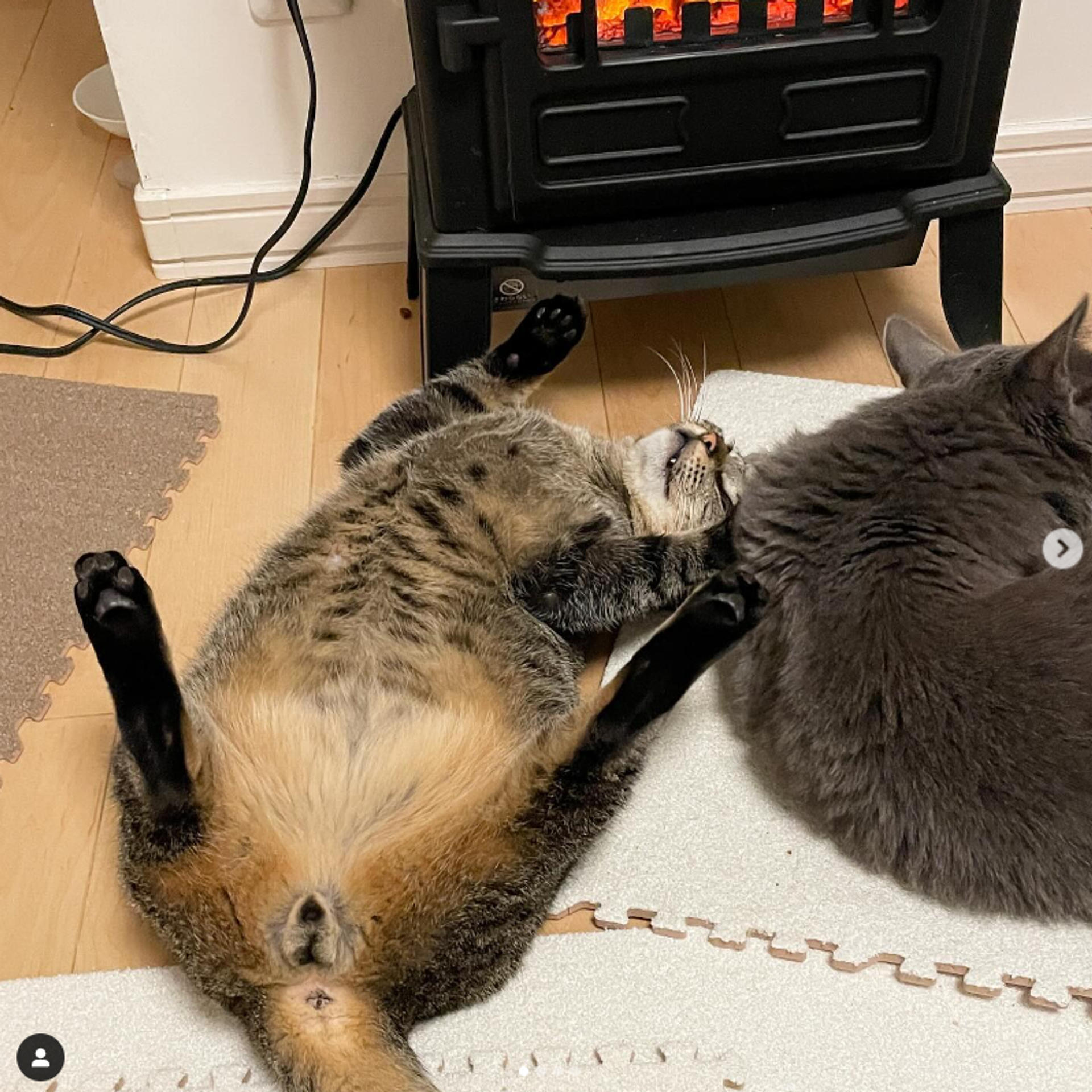pet-image-5