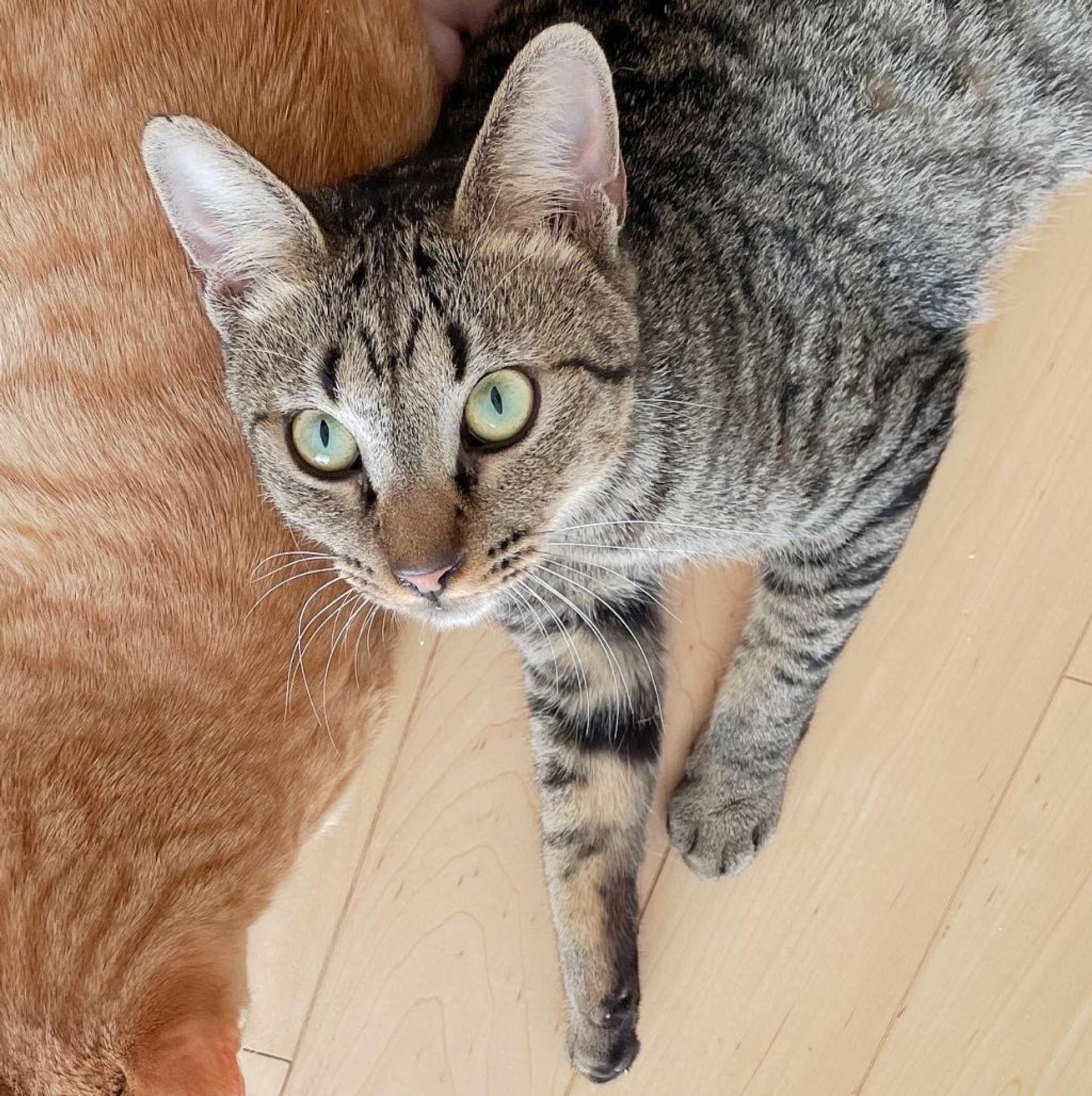 pet-image-7