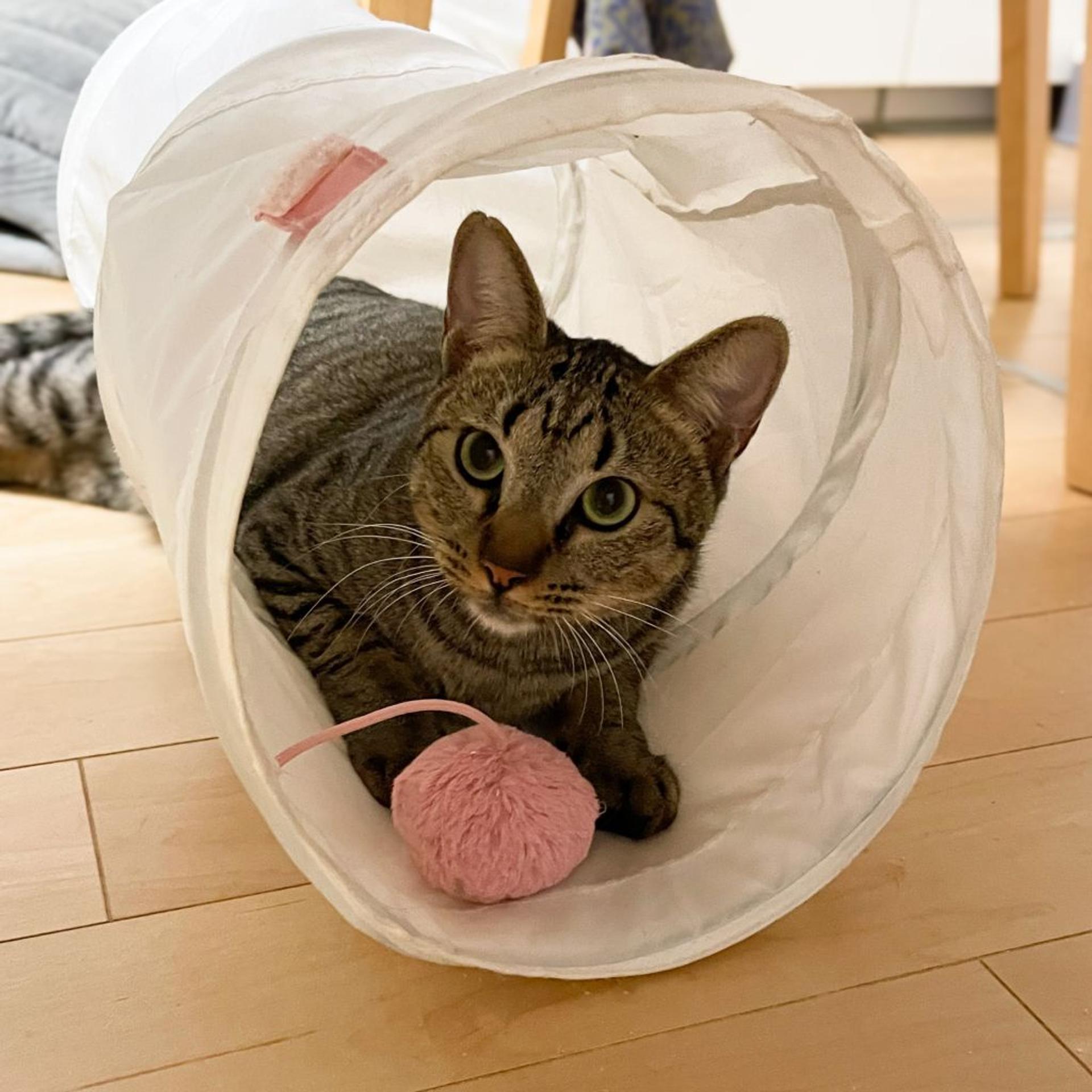 pet-image-8