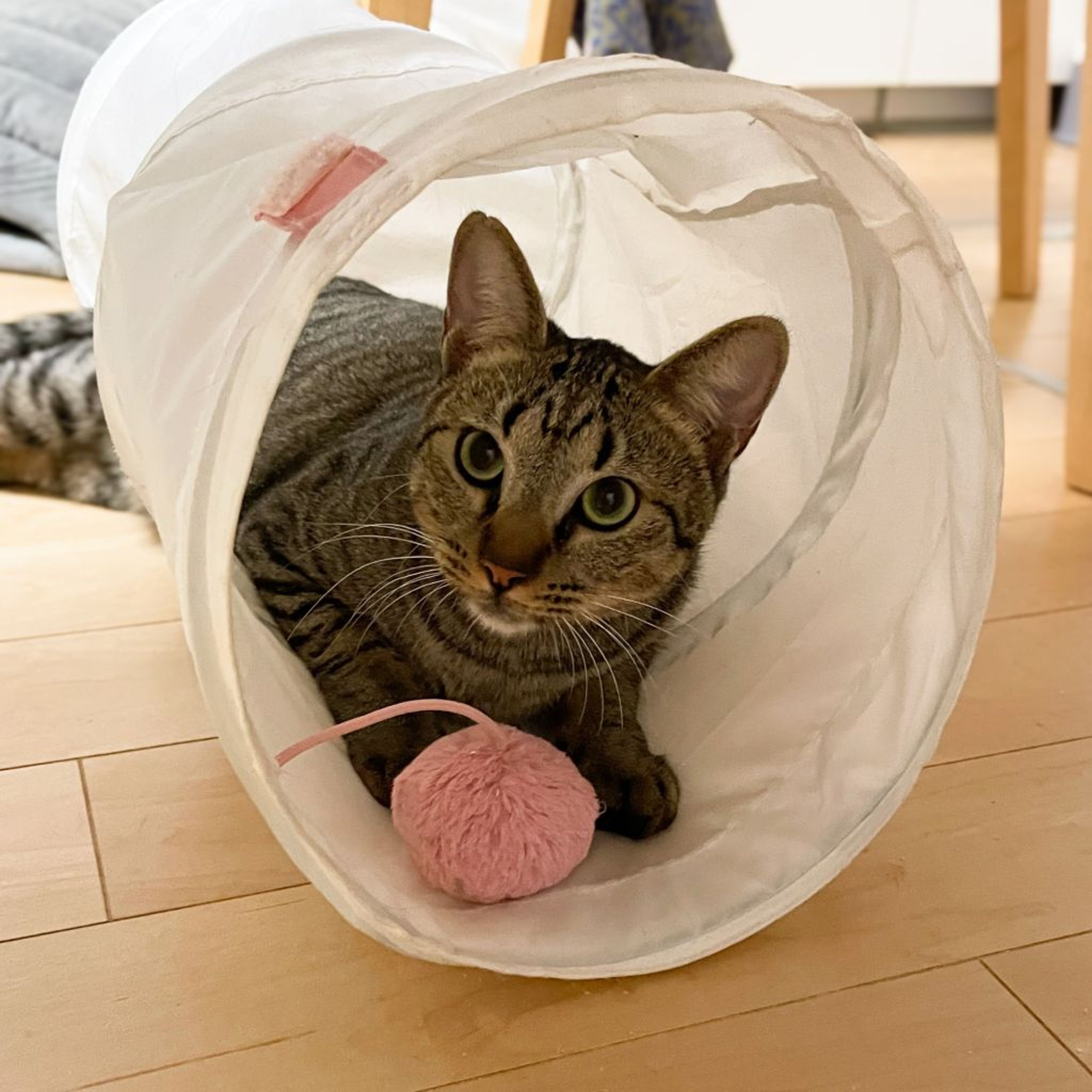 pet-image-8