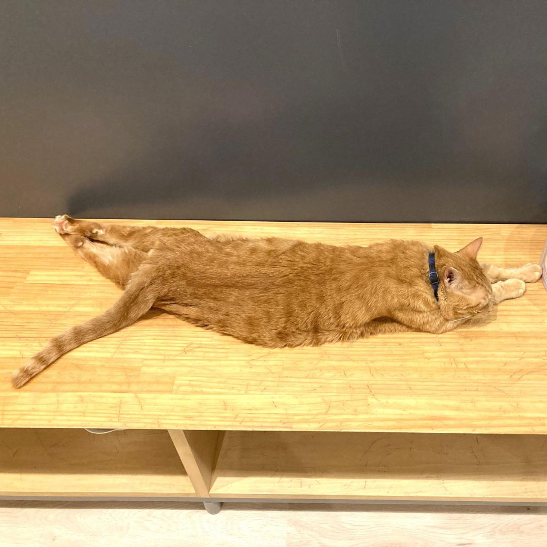 pet-image-3