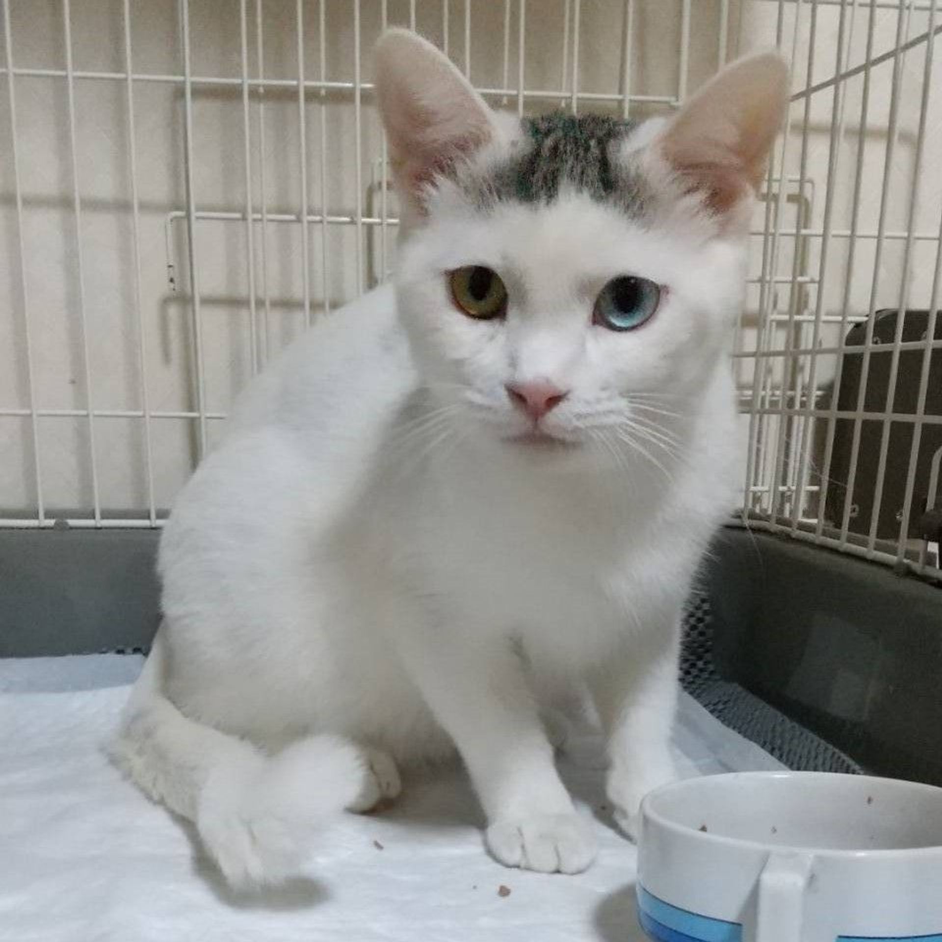 雑種（ミックス猫）・オスの里親募集の写真