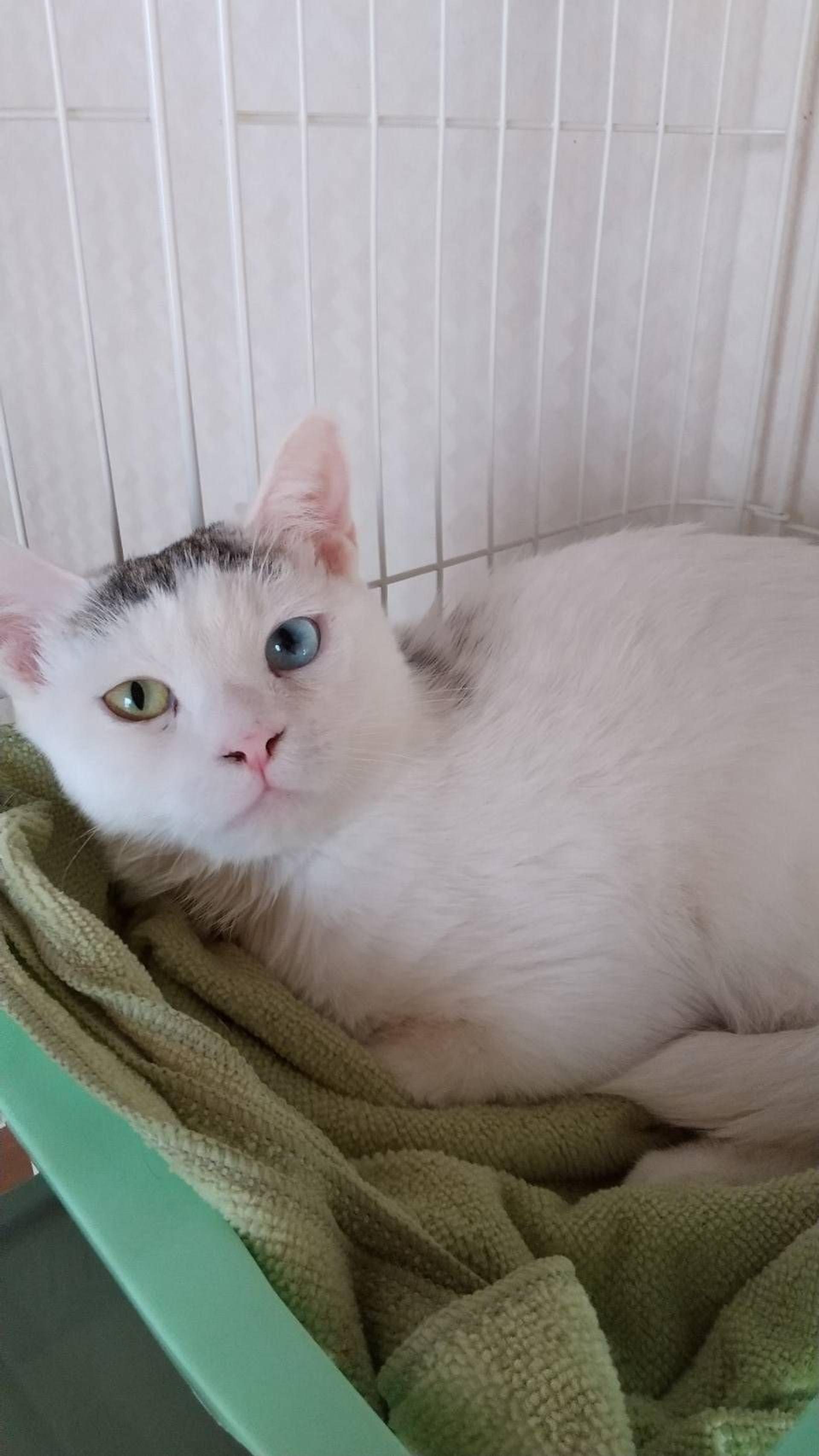 pet-image-2