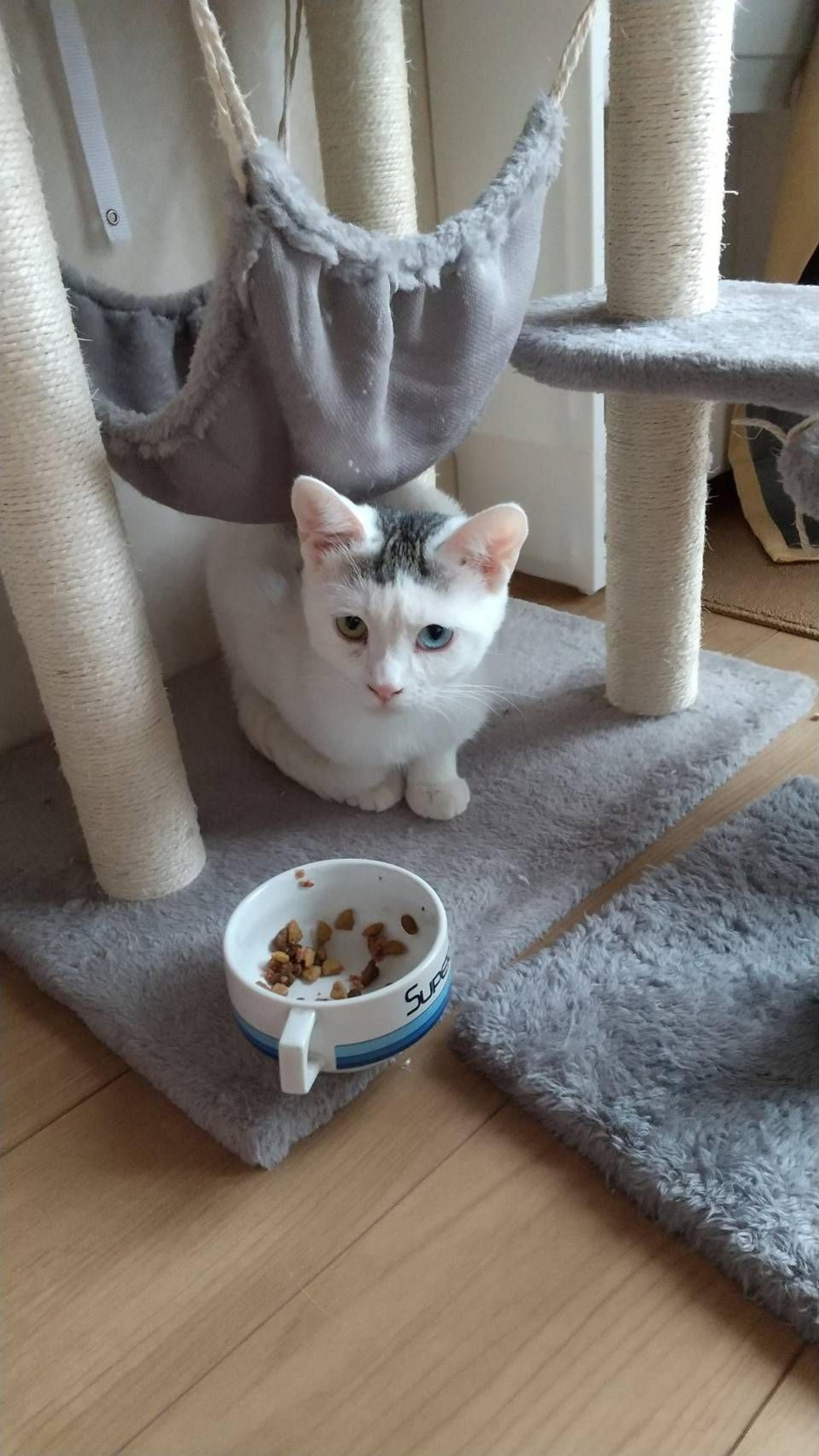 pet-image-3