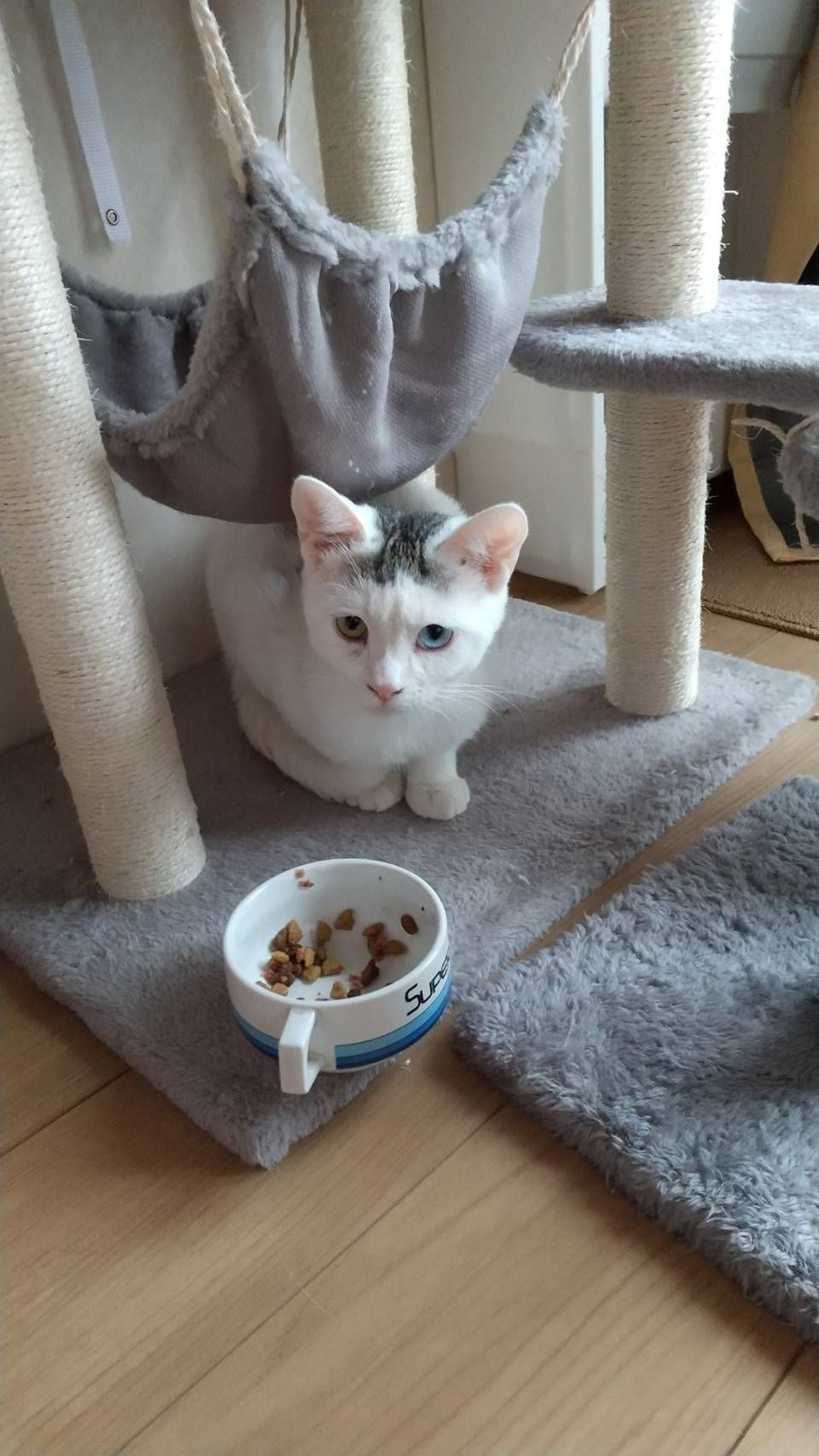 pet-image-3