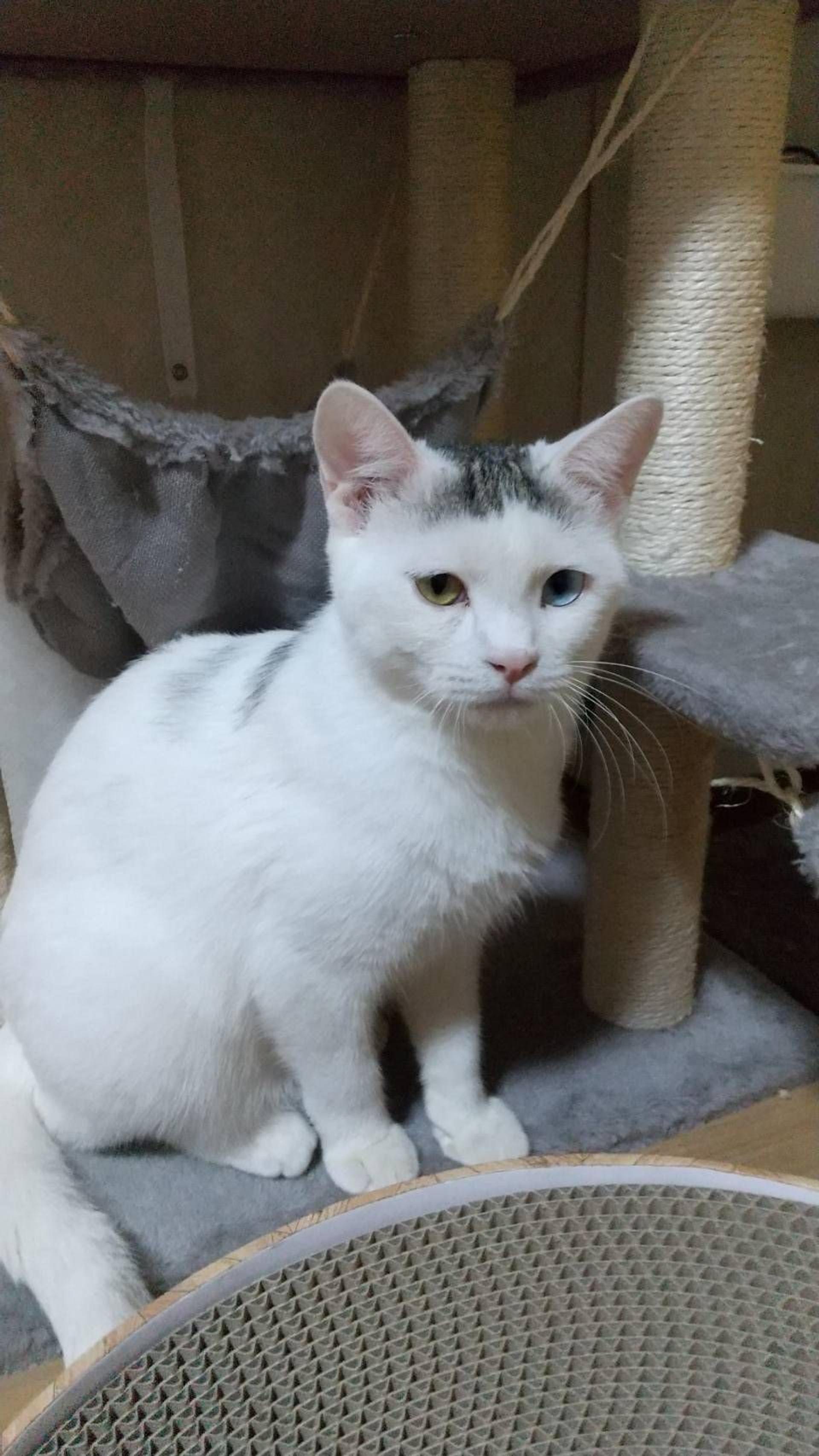 pet-image-4
