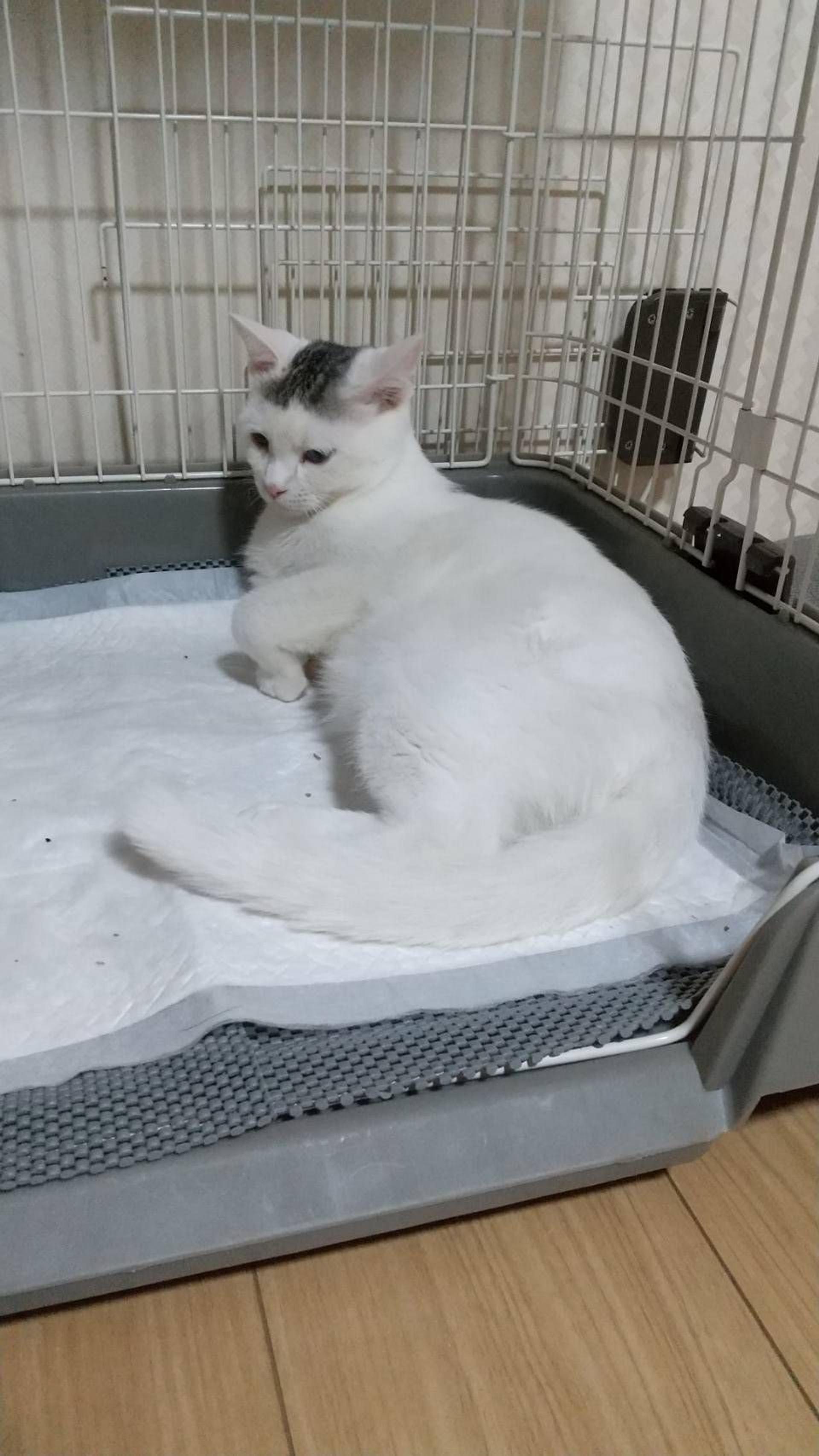 pet-image-5
