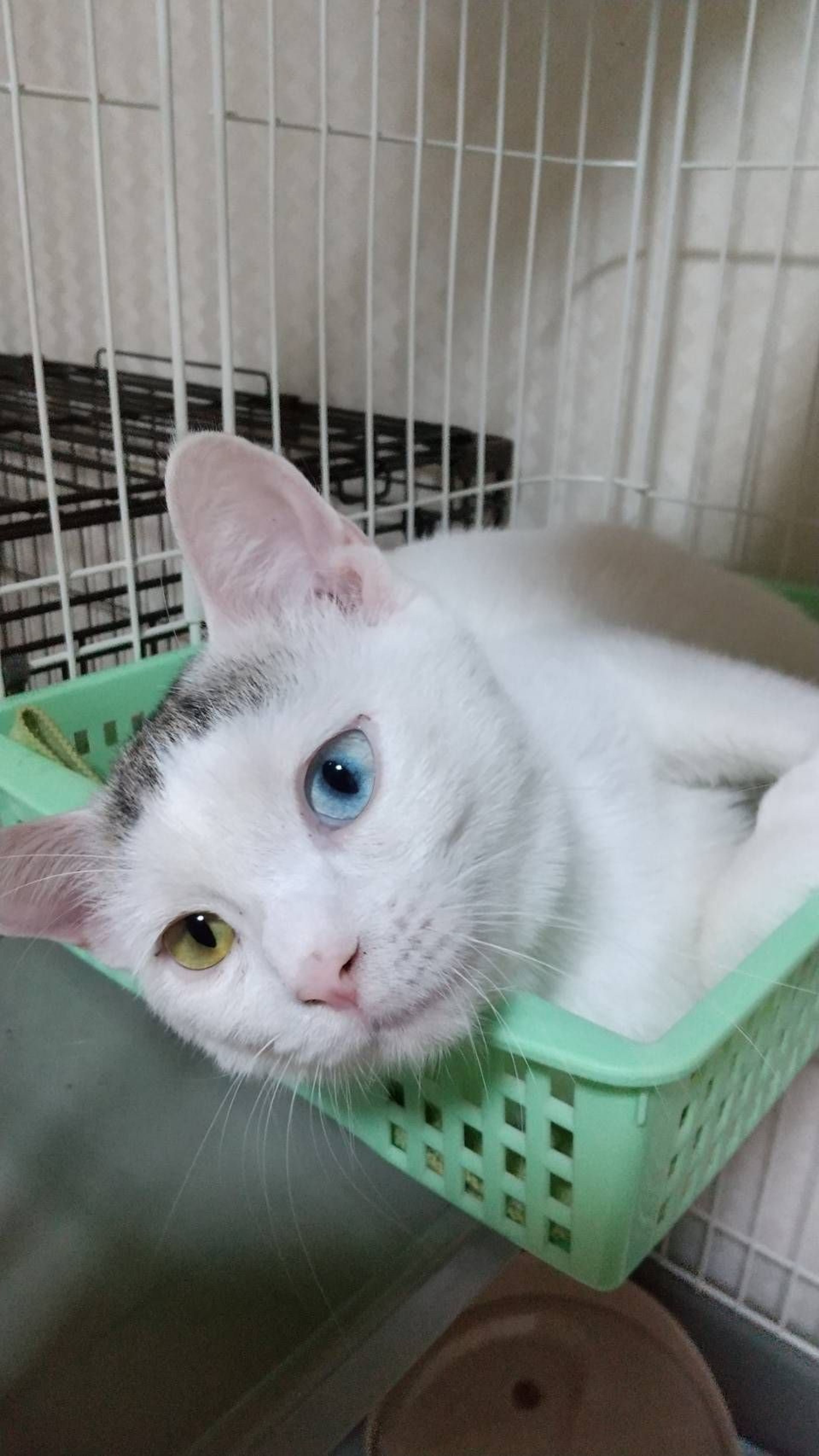 pet-image-6