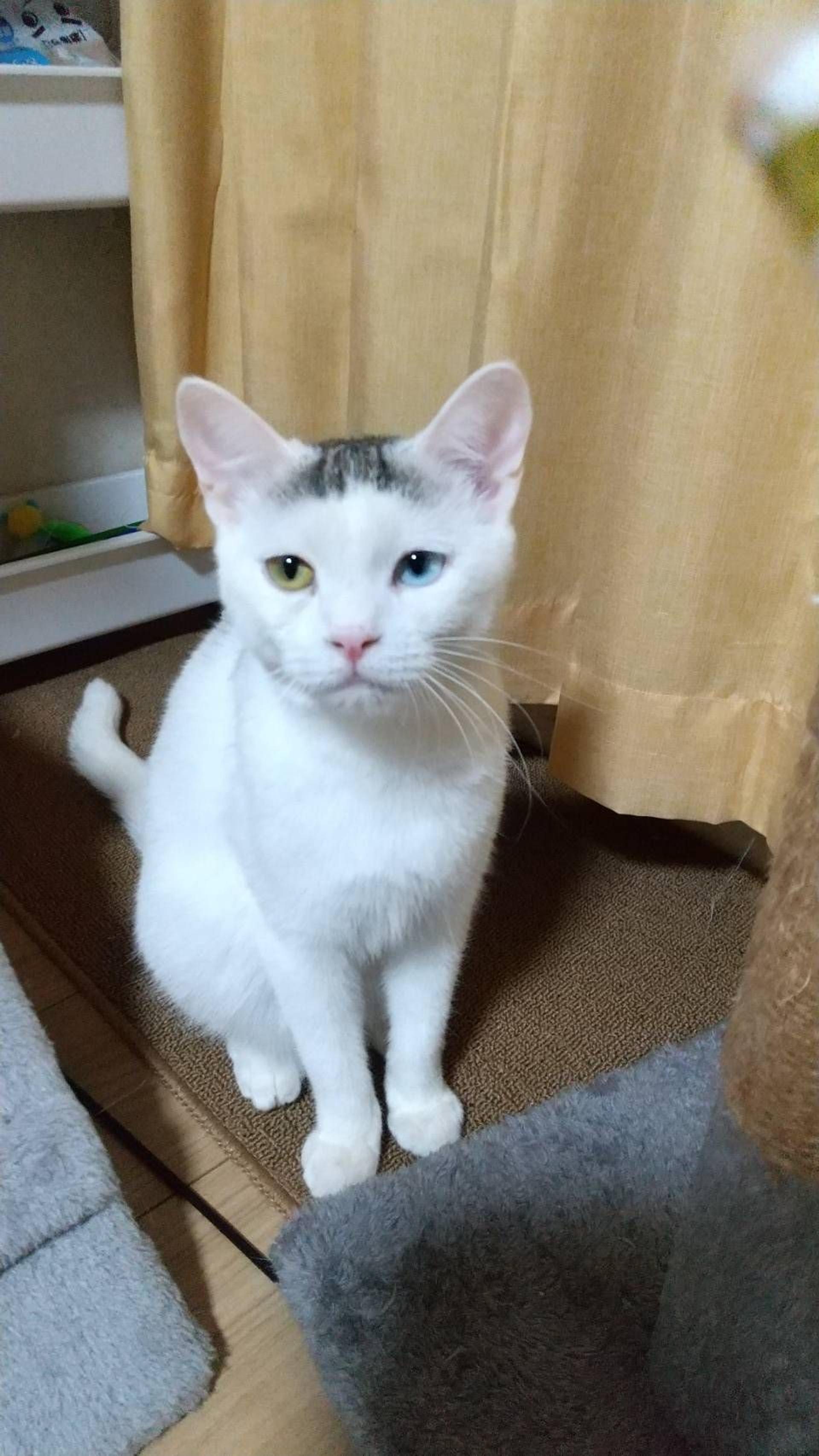 pet-image-7